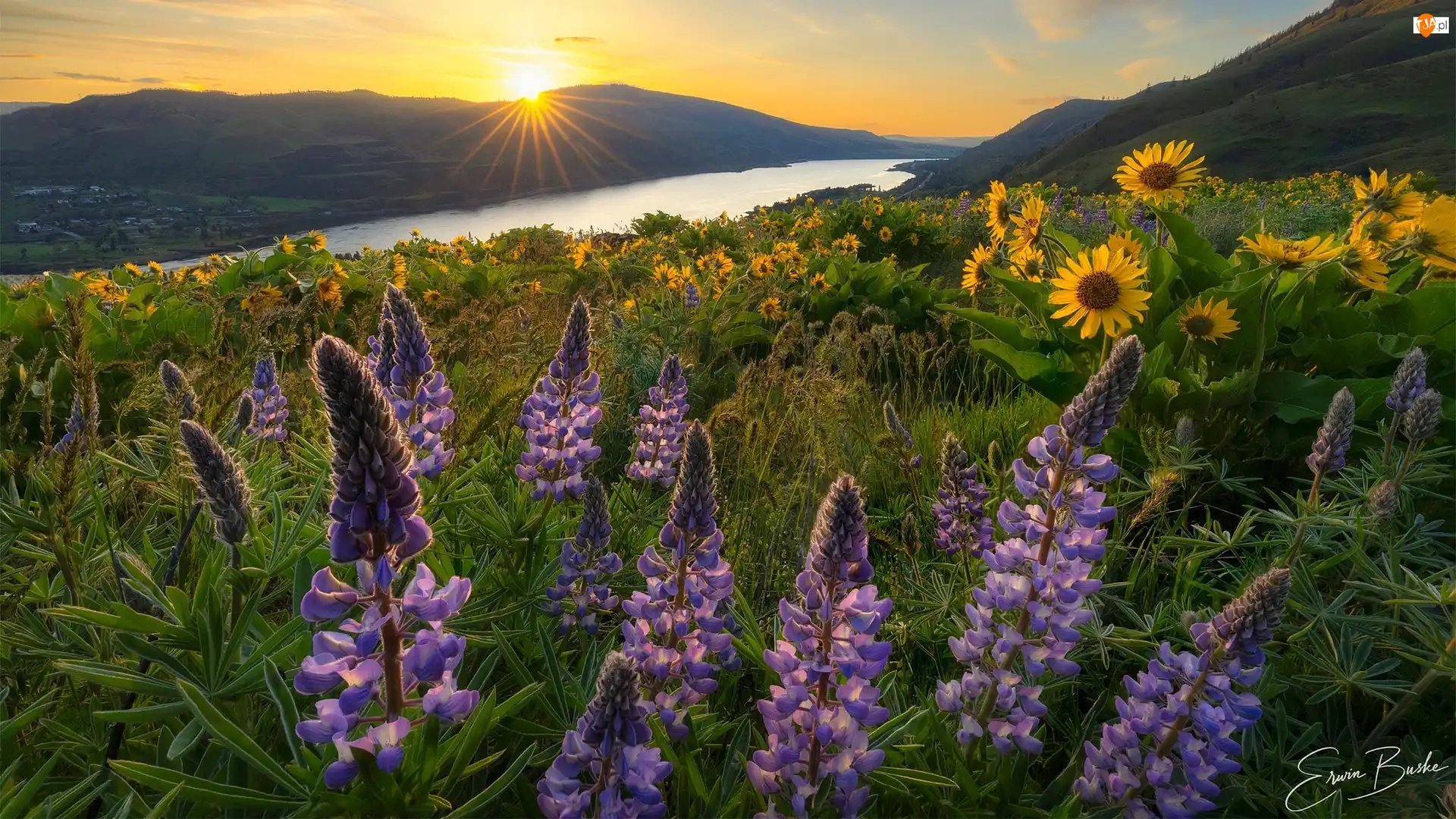 Łubin, Columbia River Gorge, Kwiaty, Stany Zjednoczone, Balsamorhiza, Rezerwat przyrody, Rzeka Kolumbia, Łąka, Góry Kaskadowe, Góry, Promienie słońca, Stan Waszyngton