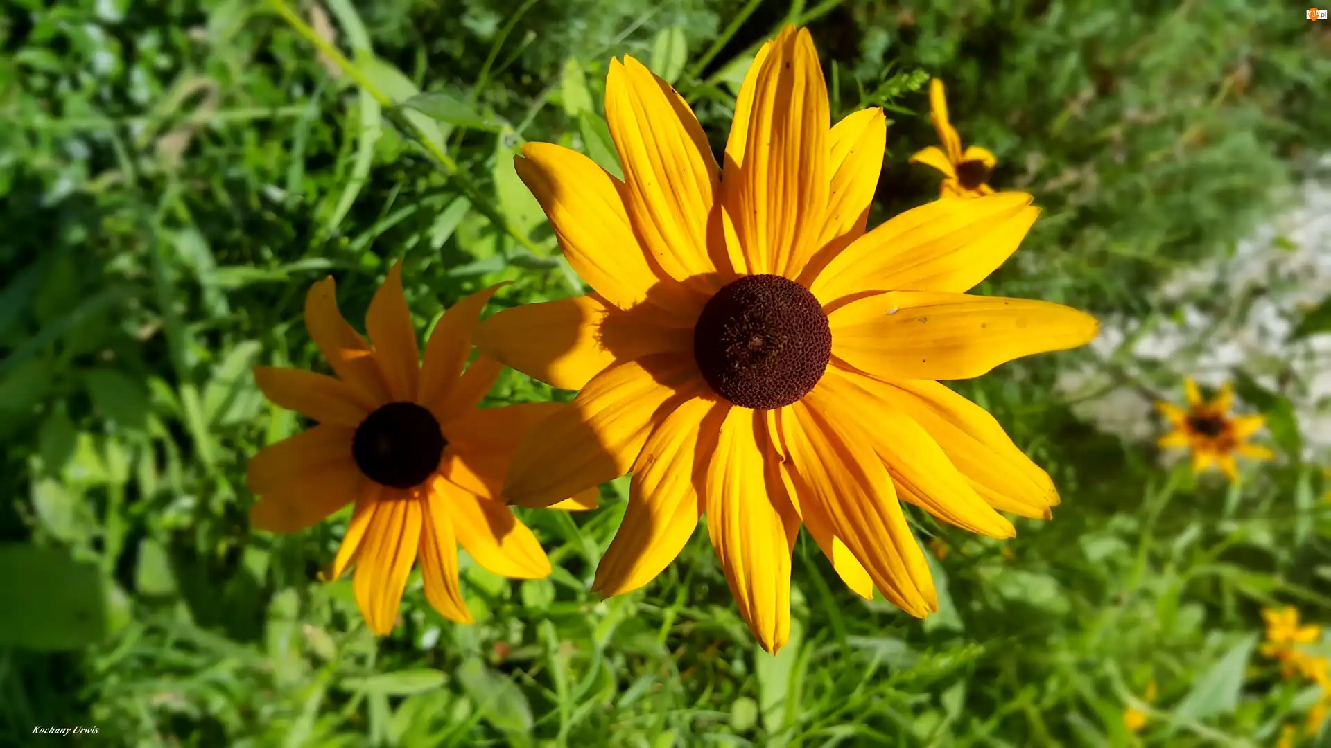 Rudbekie, Żółte, Kwiaty