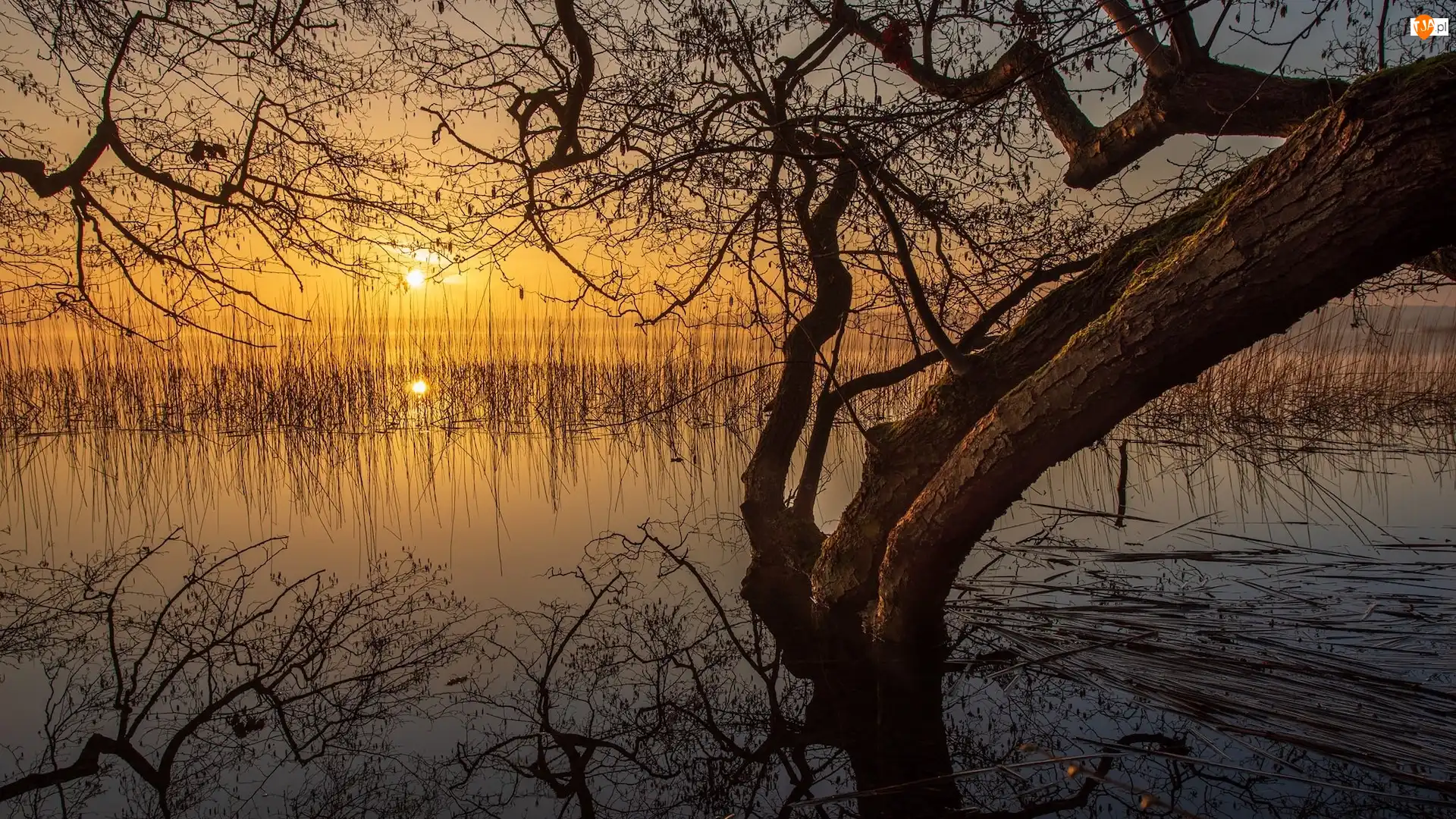 Szuwary, Zachód słońca, Jezioro, Drzewo