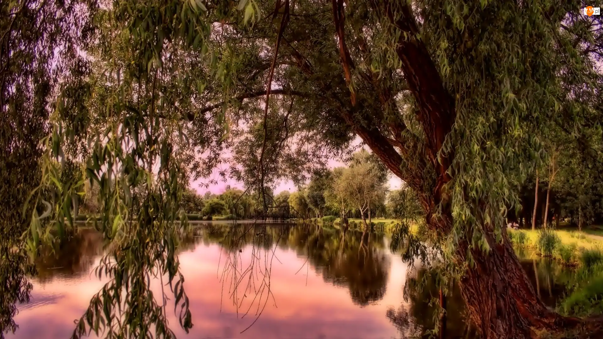 Staw, Park, Zachód Słońca, Drzewa