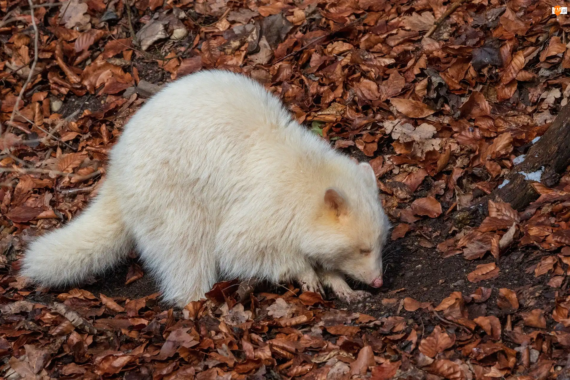Szop pracz, Albinos, Biały