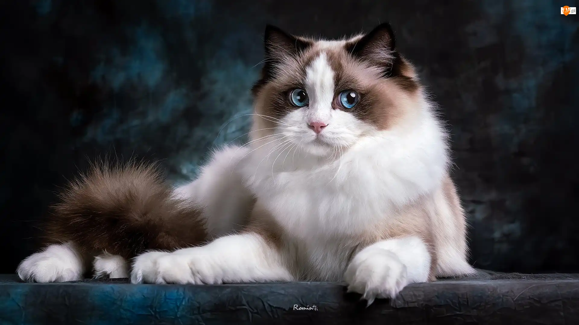 Ragdoll, Niebieskooki, Długowłosy, Kot