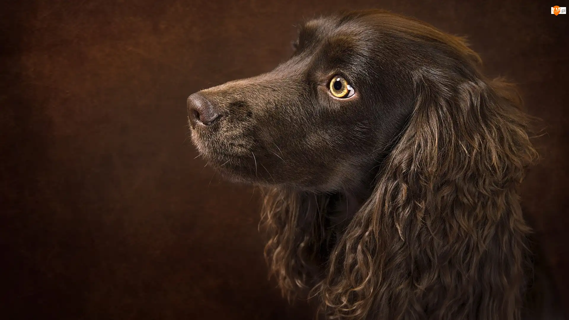 Długie, Cocker spaniel angielski, Pies, Brązowy, Uszy