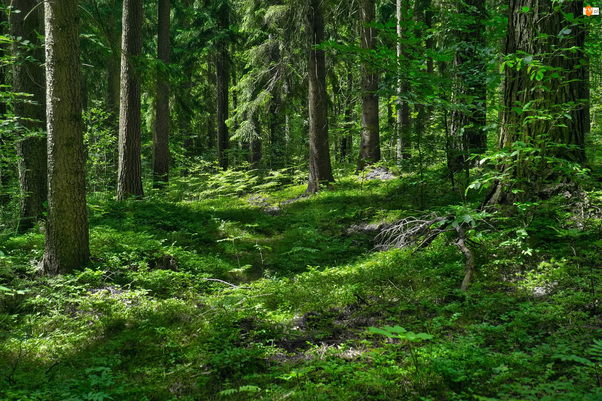 Roślinność, Las, Drzewa
