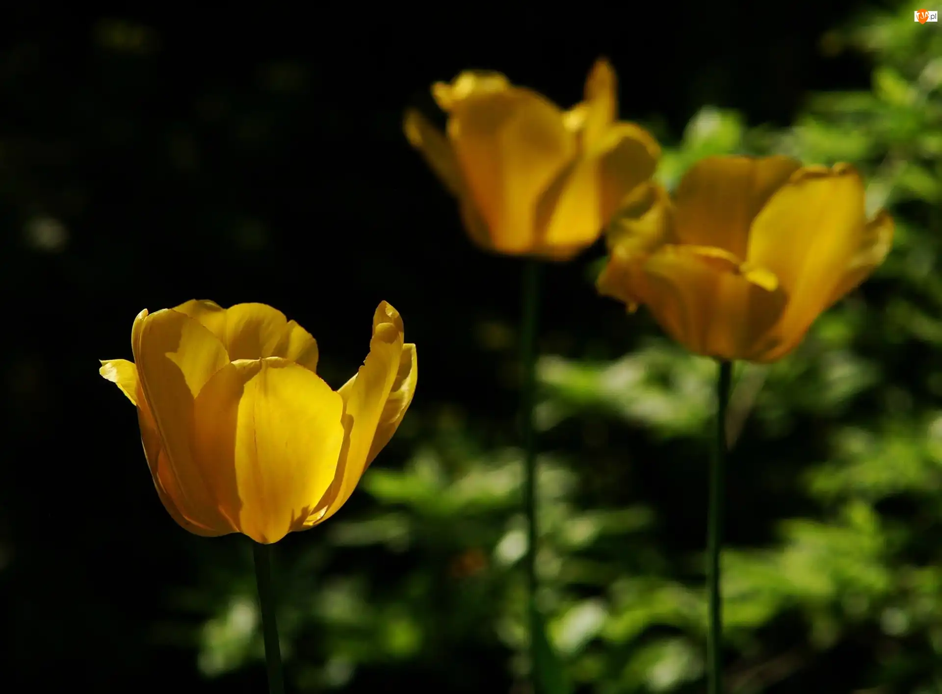 Tulipany, Żółte
