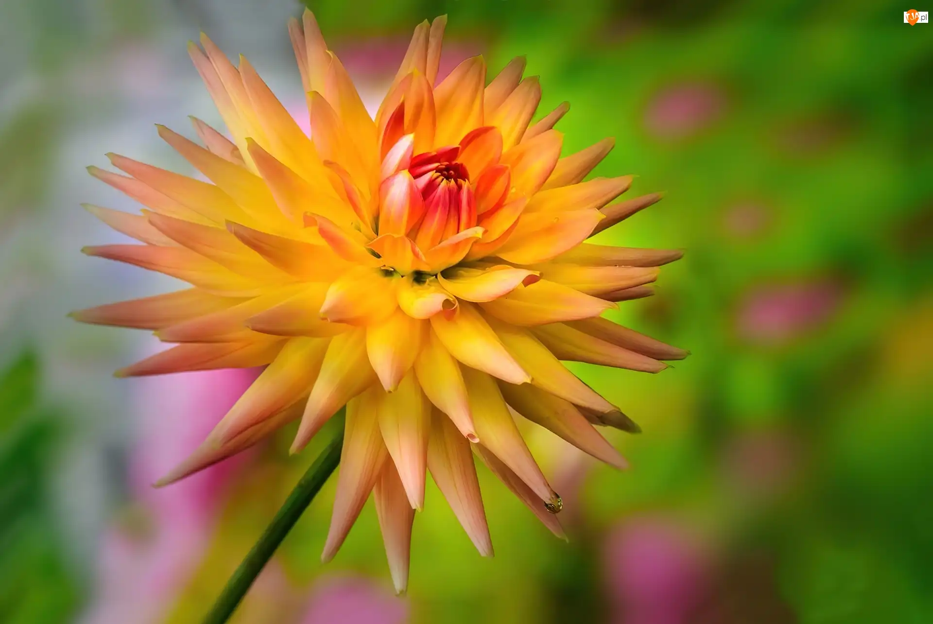 Dalia, Kwiat