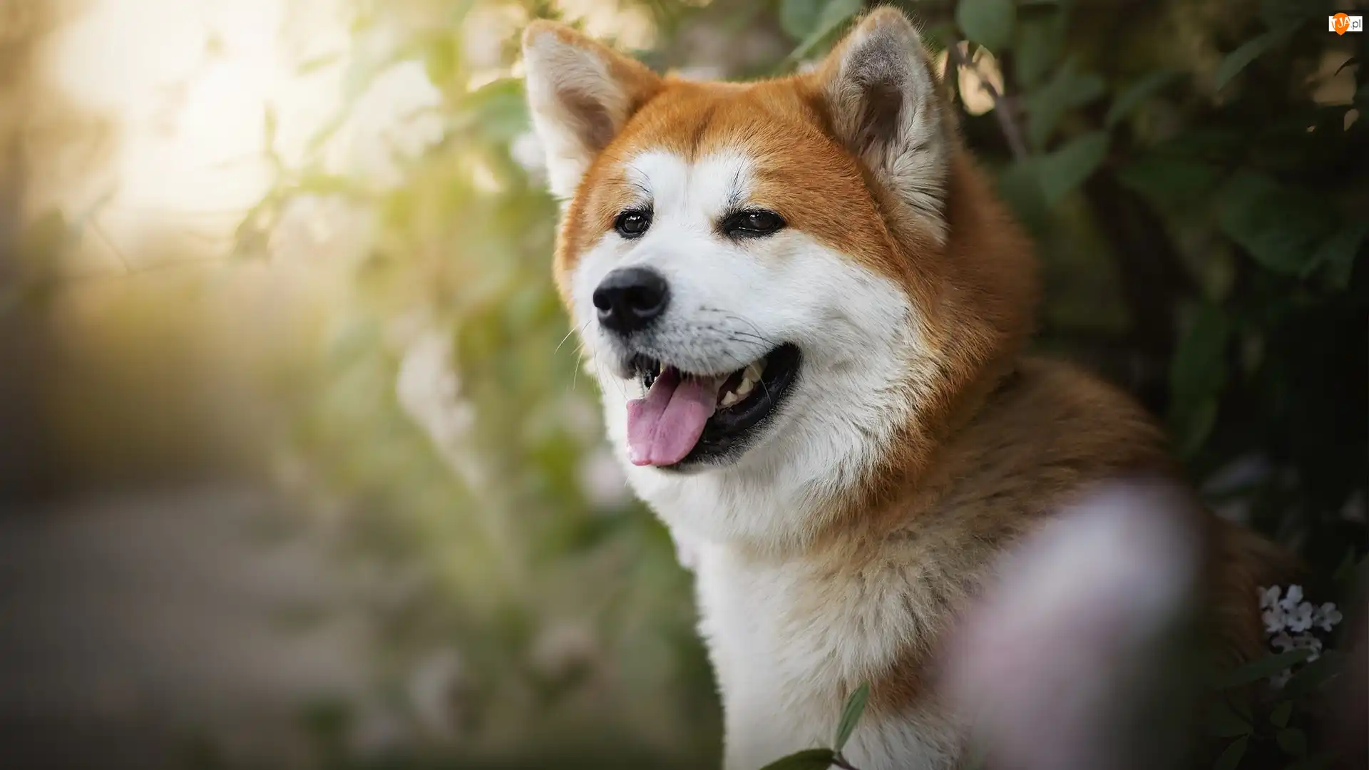 Krzew, Pies, Akita inu, Mordka