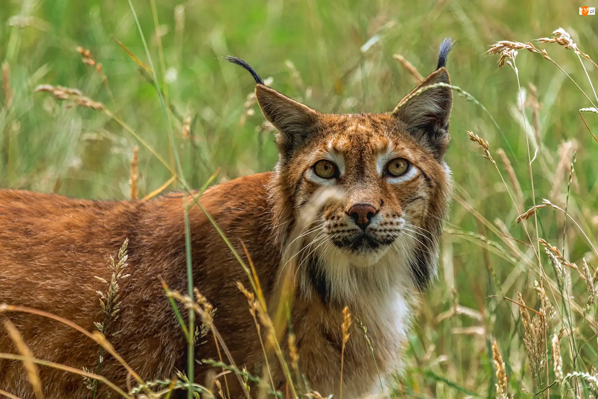 Źdźbła, Ryś, Trawy