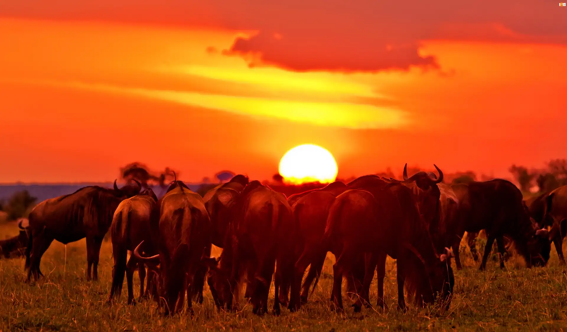 Gnu, Zachód Słońca, Antylopy