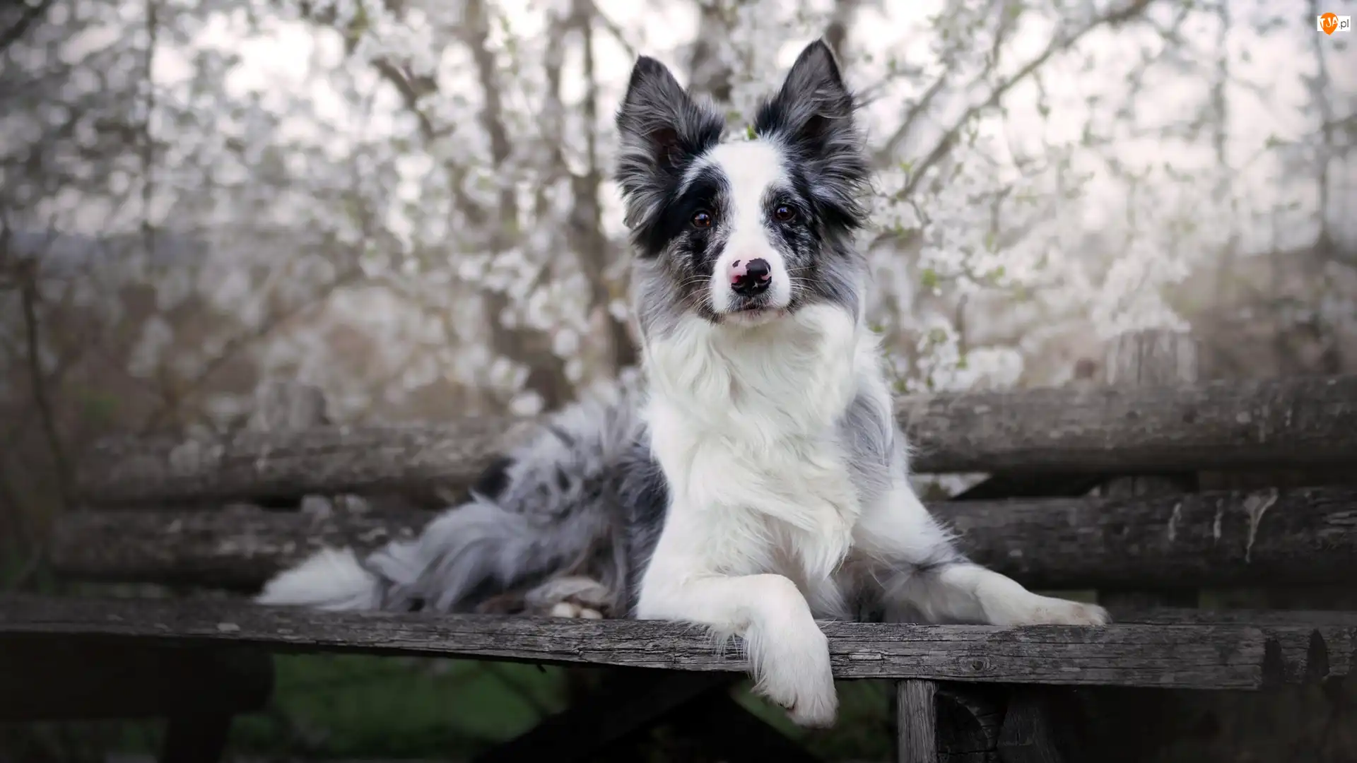 Ławka, Pies, Border collie, Mordka