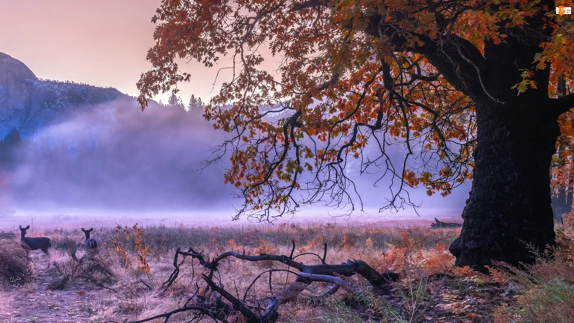 Konar, Kalifornia, Sarny, Mgła, Drzewa, Park Narodowy Yosemite, Góry, Stany Zjednoczone, Jesień