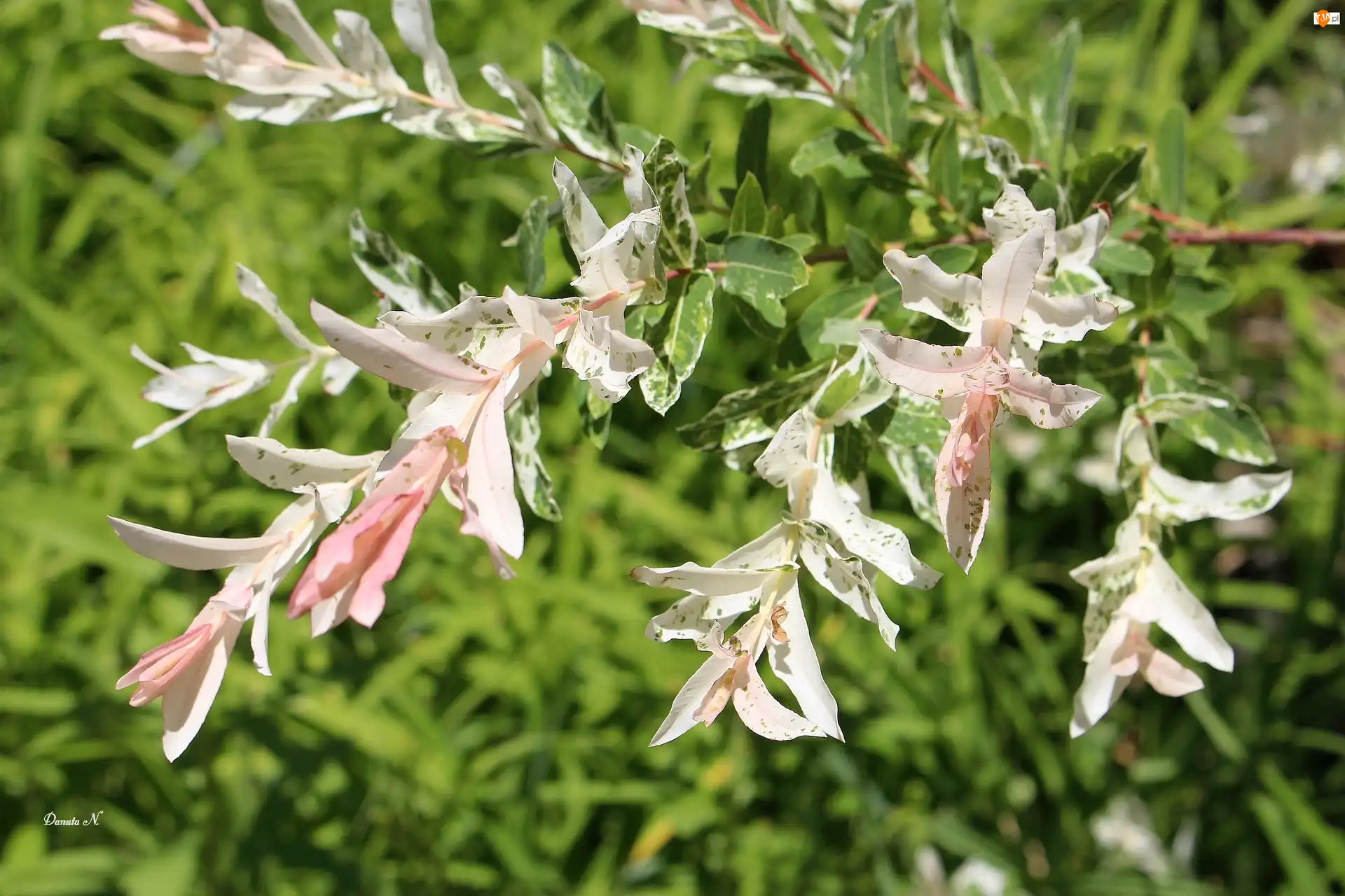 Hakuro, Kwitnienie, Japońska, Wierzba, Gałązka