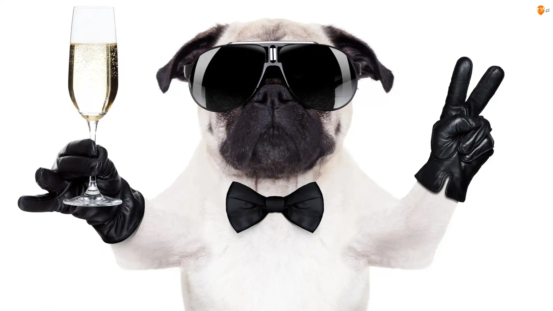 Mops, Pies, Rękawice, Szampan, Okulary, Lampka