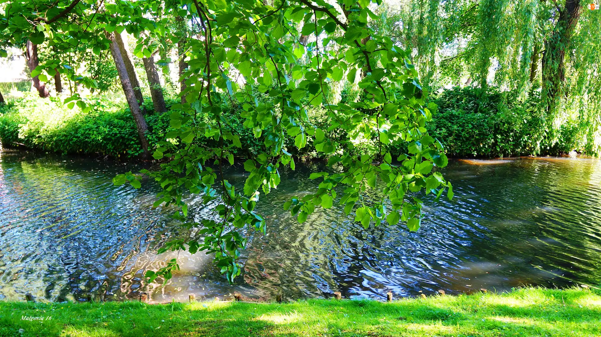 Staw, Park, Gałęzie, Drzewa, Woda, Zieleń