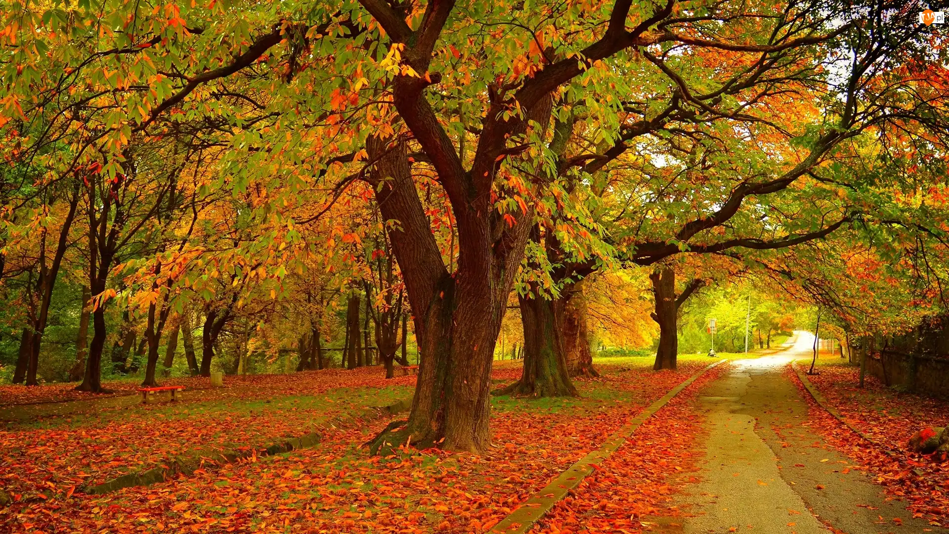 Drzewa, Park, Kolorowe, Ścieżka, Jesień, Liście