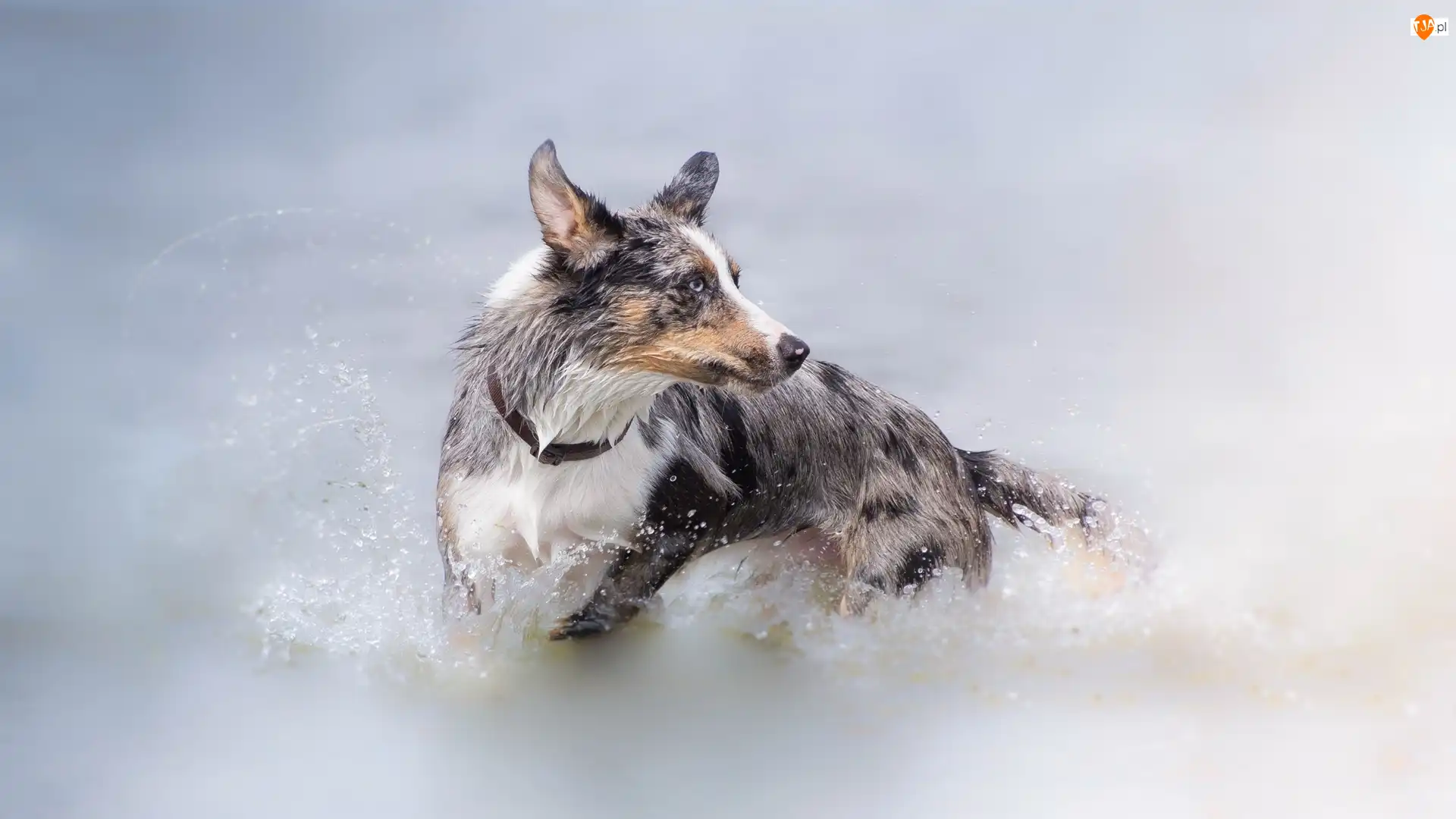 Kąpiel, Pies, Border collie, Woda
