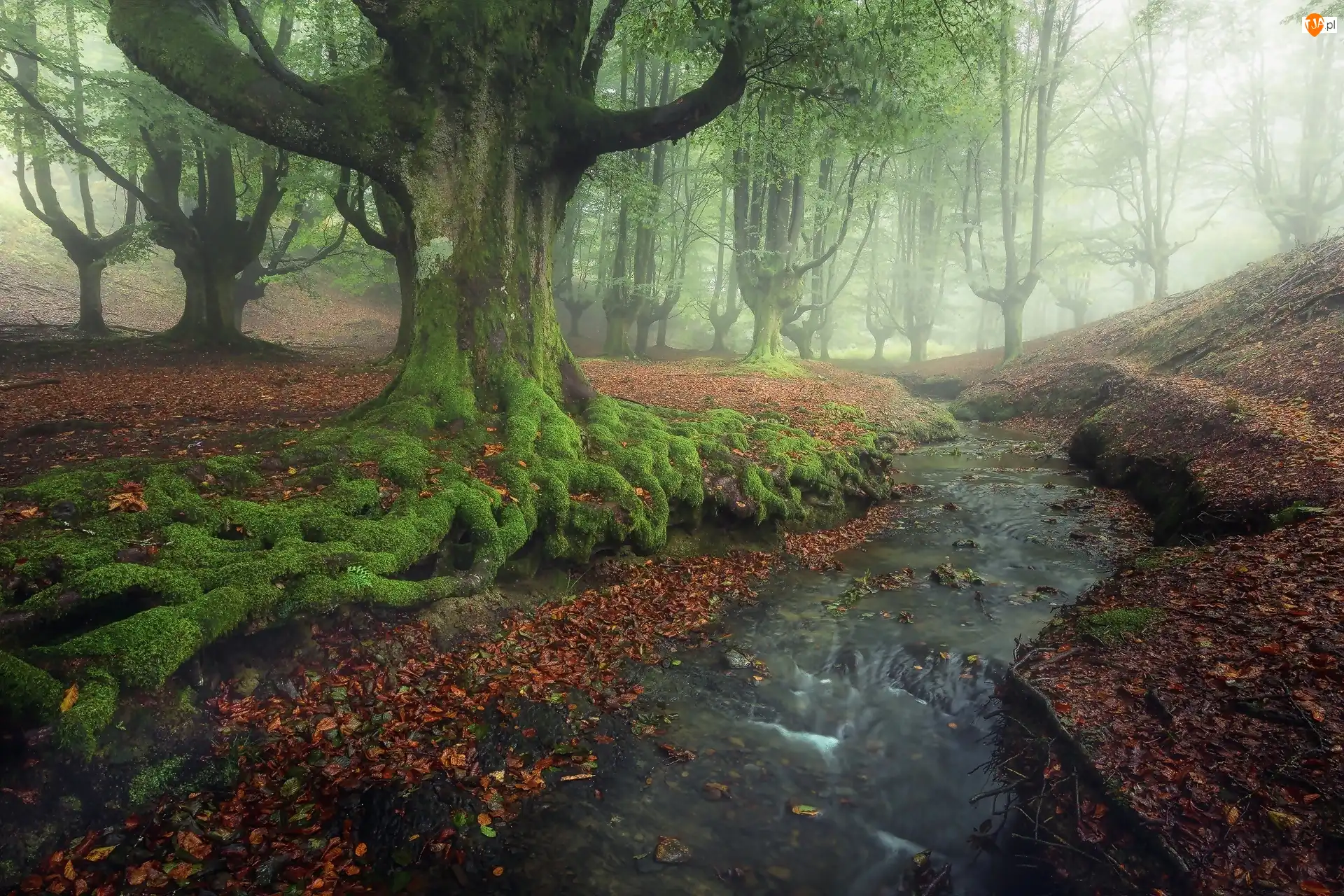 Park Narodowy Gorbea, Hiszpania, Mgła, Drzewa, Las, Potok