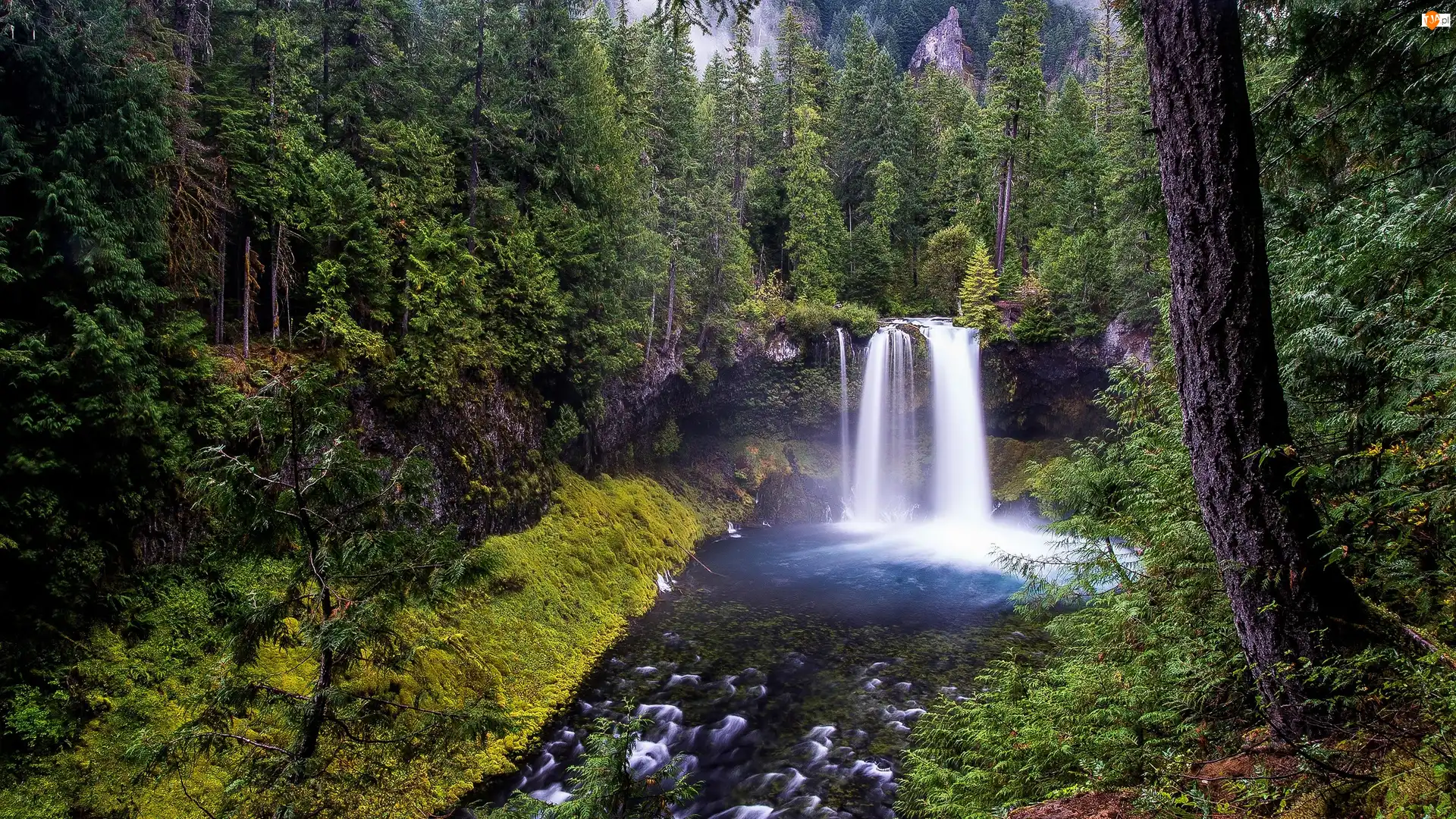 Stany Zjednoczone, Skały, Kamienie, McKenzie River, Drzewa, Las, Koosah Falls, Wodospad, Rzeka, Oregon