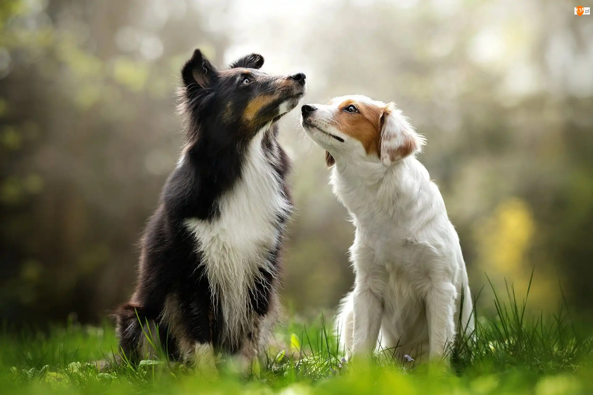 Trawa, Dwa, Psy, Border collie