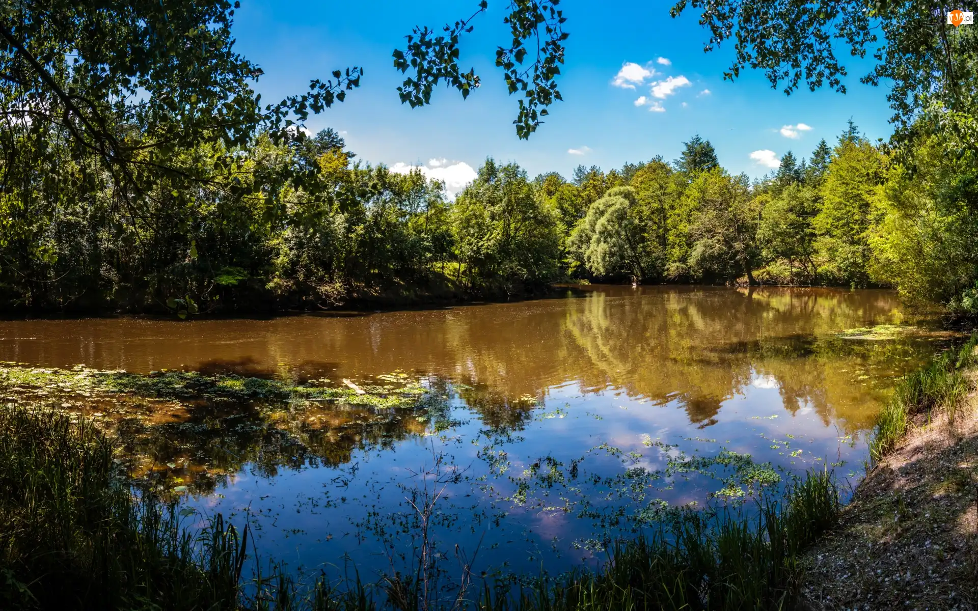Wodorosty, Rzeka, Drzewa, Brzeg