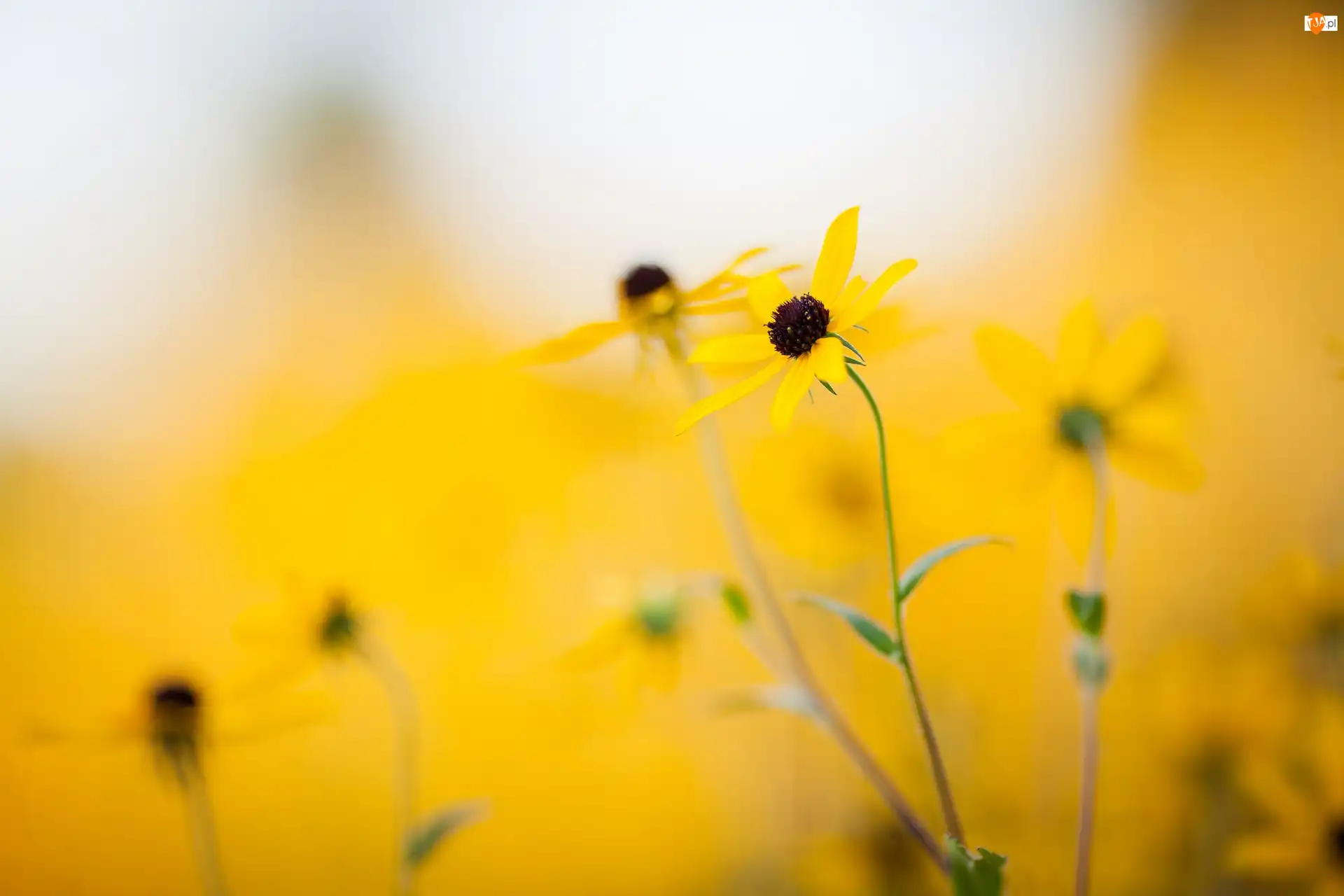 Rudbekia, Tło, Kwiaty, Żółte, Rozmyte