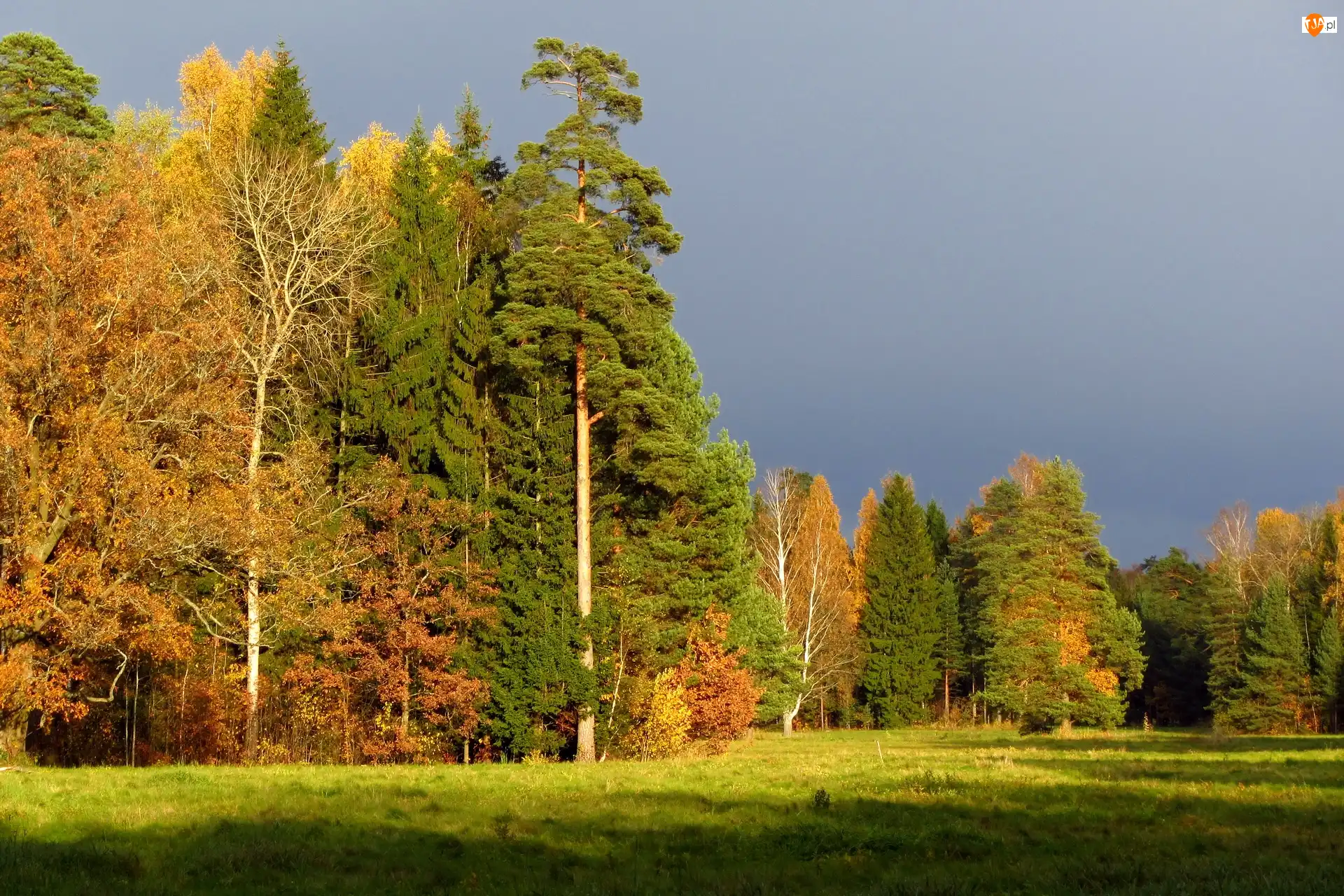 Niebo, Pochmurne, Łąka, Cień, Las, Światło