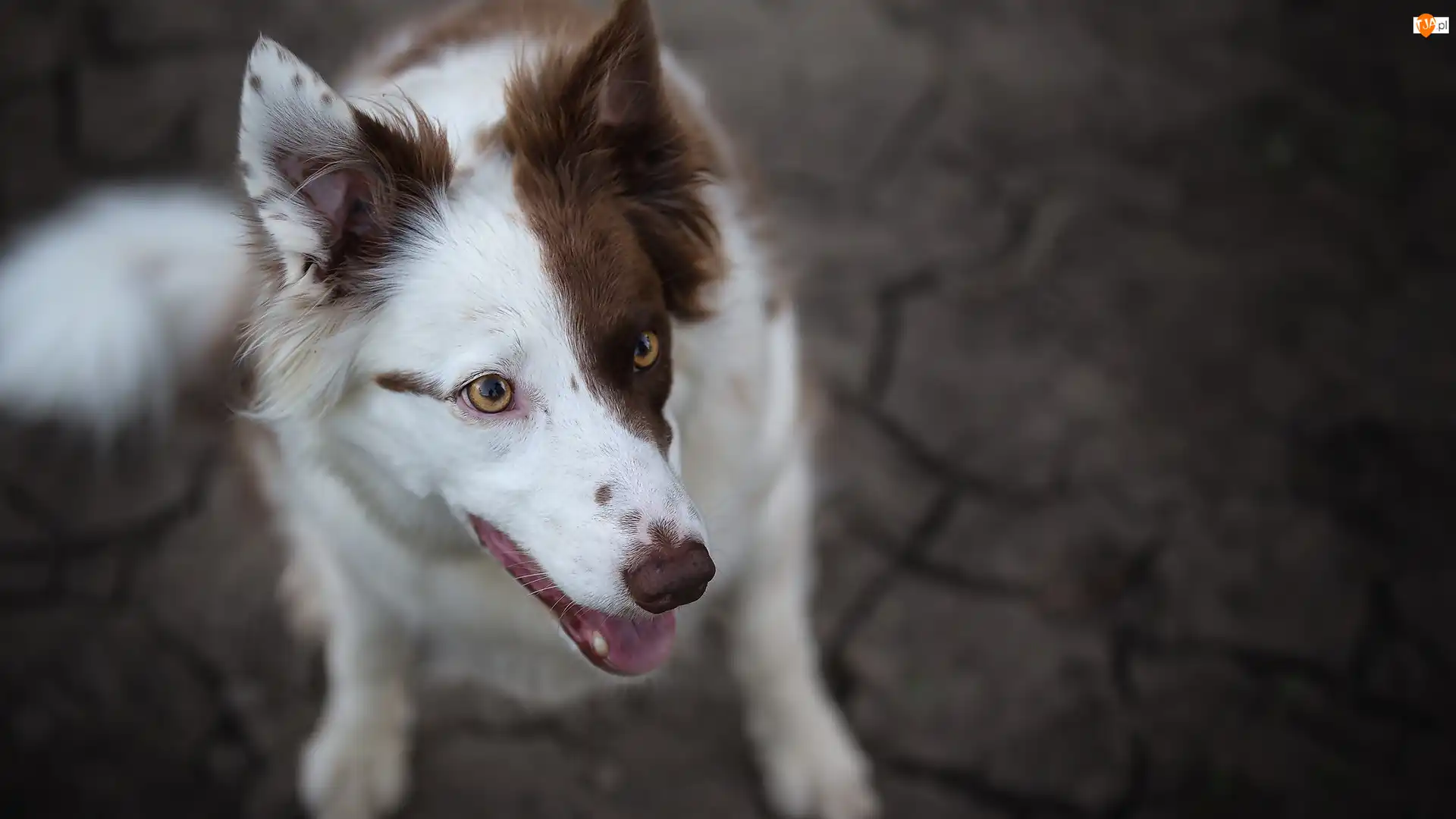 Mordka, Pies, Border collie, Biało-brązowy