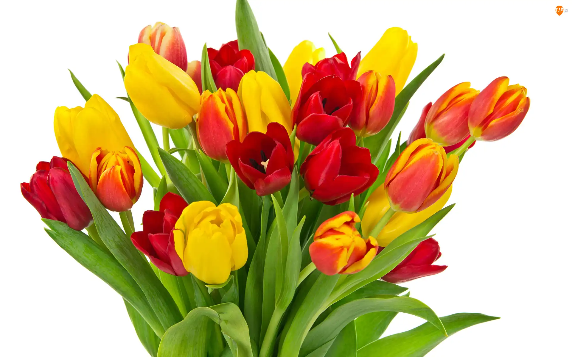 Kolorowe, Białe tło, Bukiet, Kwiaty, Tulipany