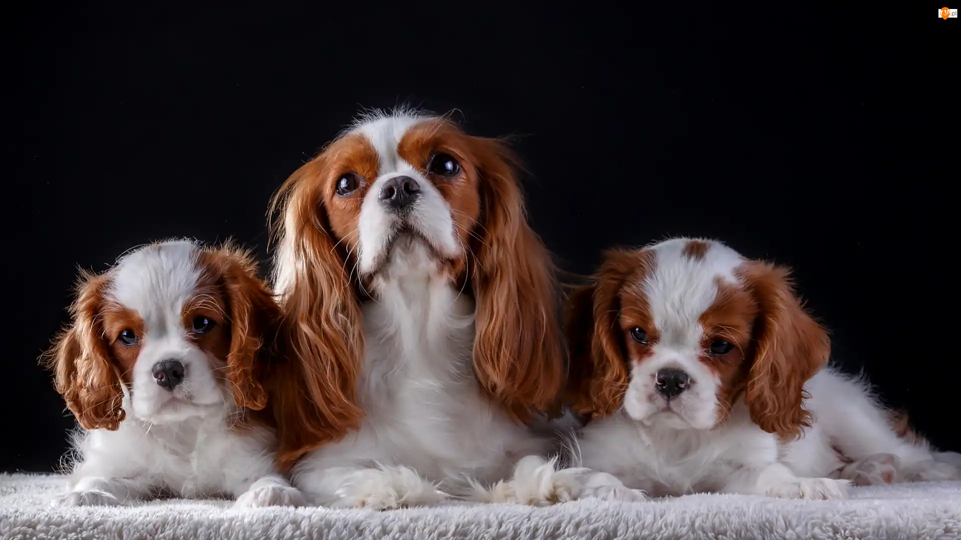 Suczka, Ciemne tło, Szczenięta, Cavalier king charles spaniel, Koc