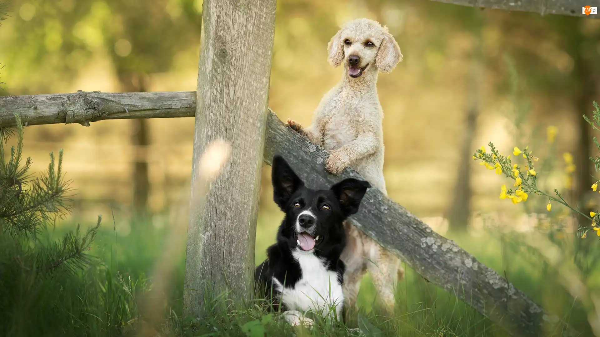 Border collie, Pudel, Rośliny, Psy, Kwiaty, Trawa, Płot