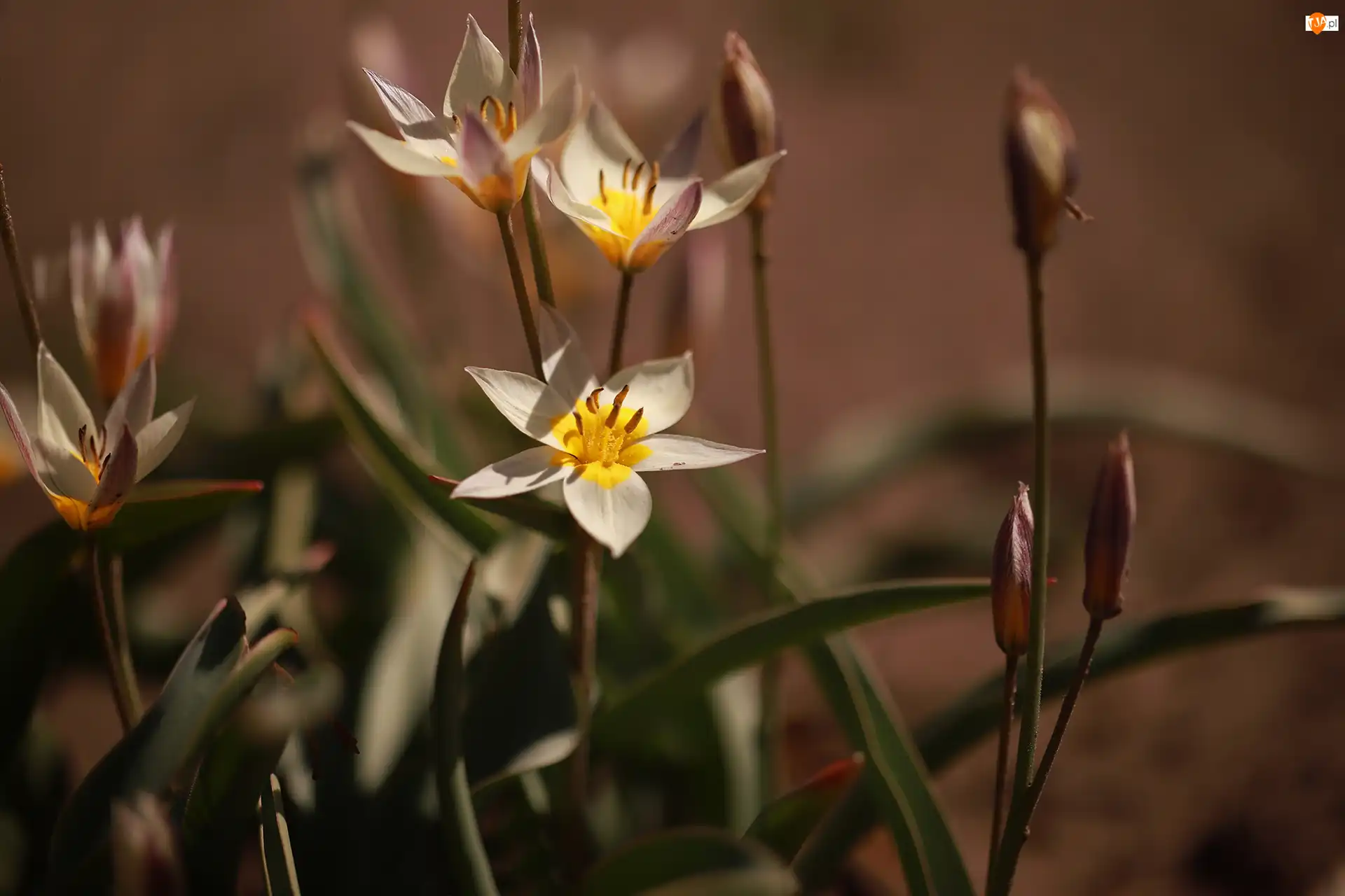 Kwiaty, Tulipany, Żółte