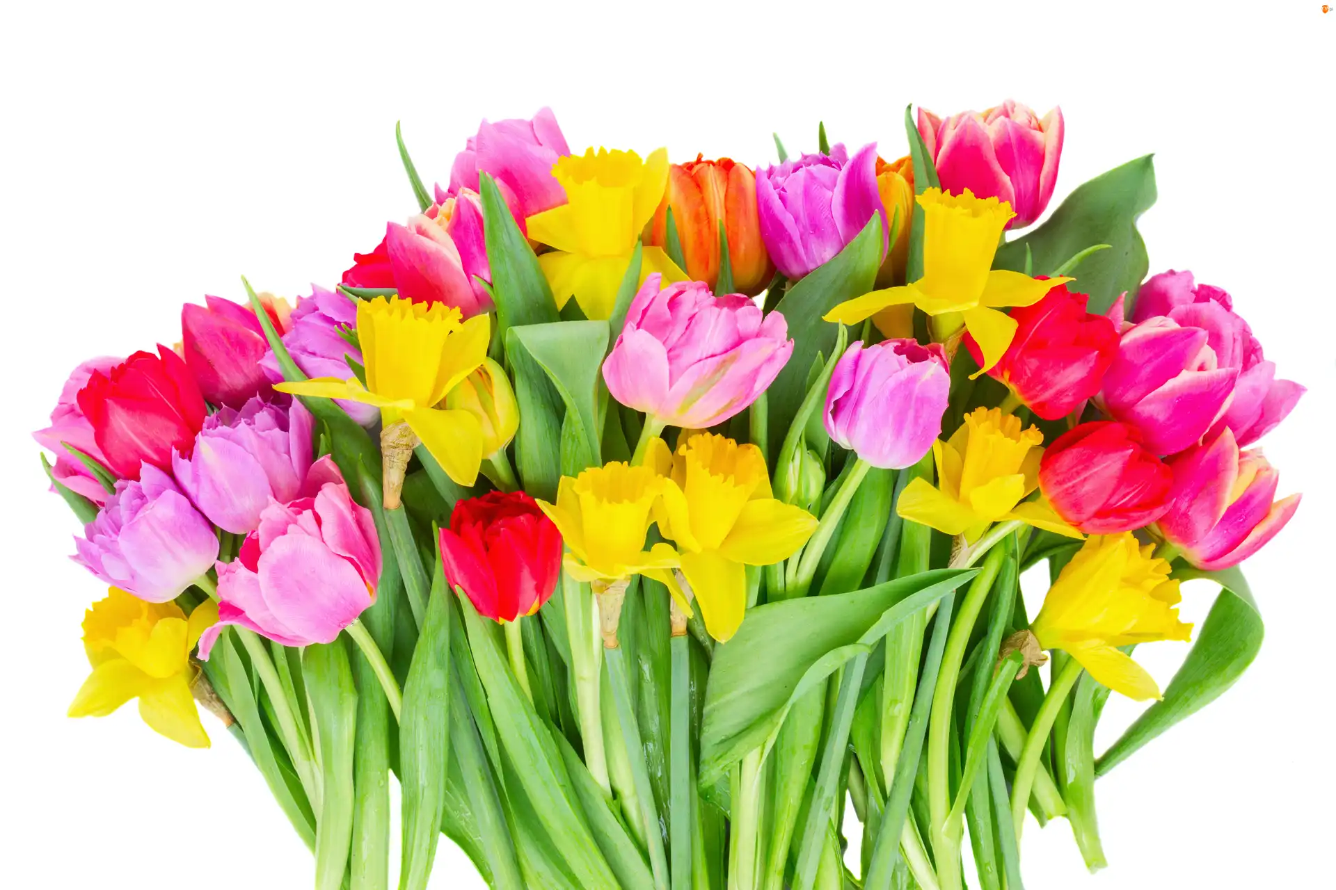 Tulipany, Żonkile