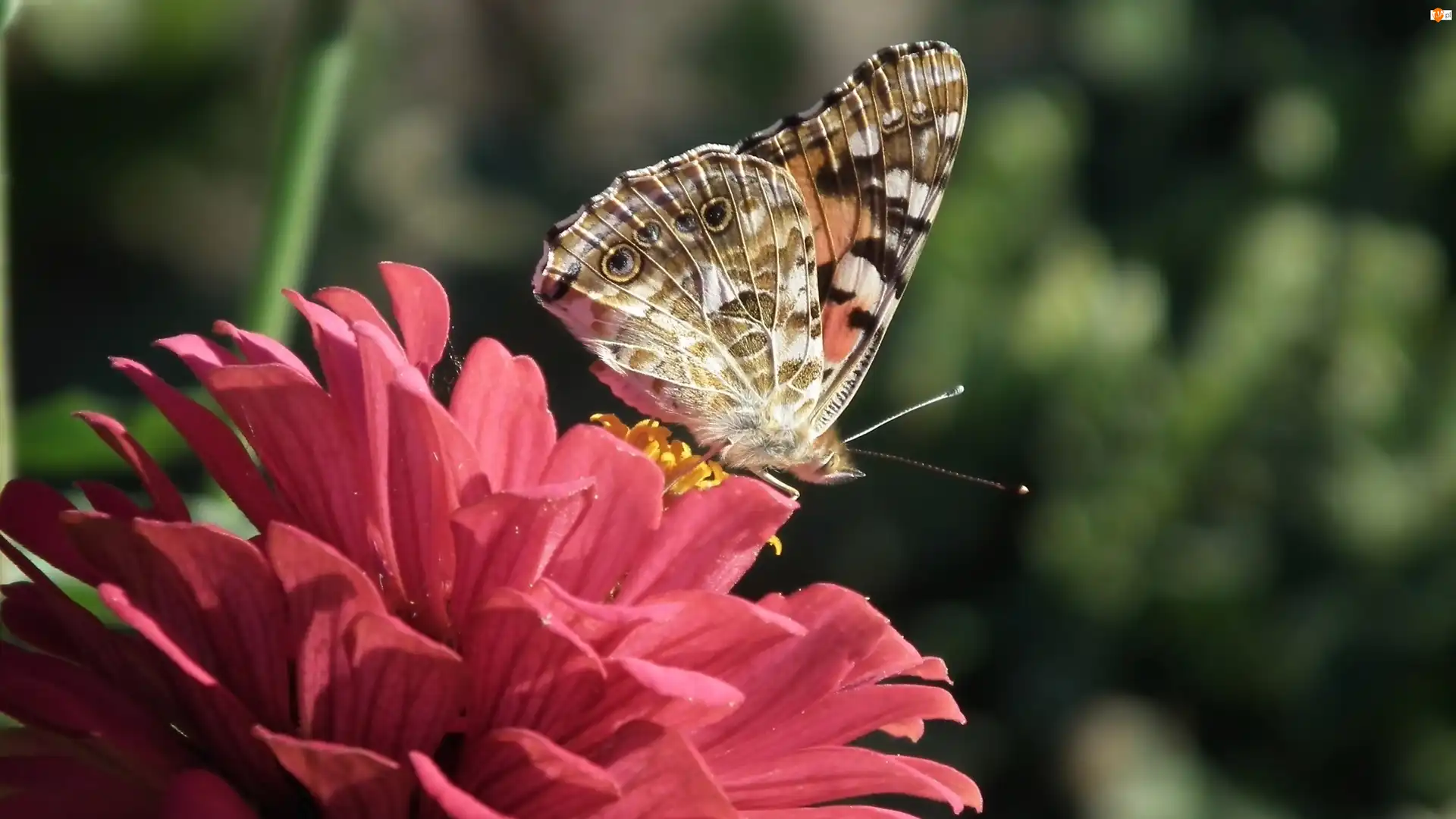 Cynia, Motyl, Rusałka osetnik, Kwiat