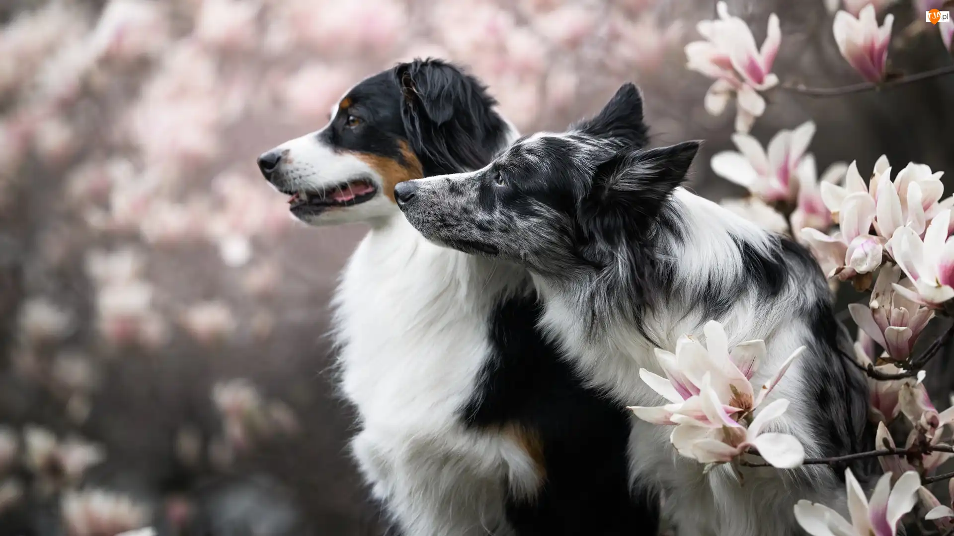 Owczarek australijski, Magnolie, Border collie, Psy, Kwiaty