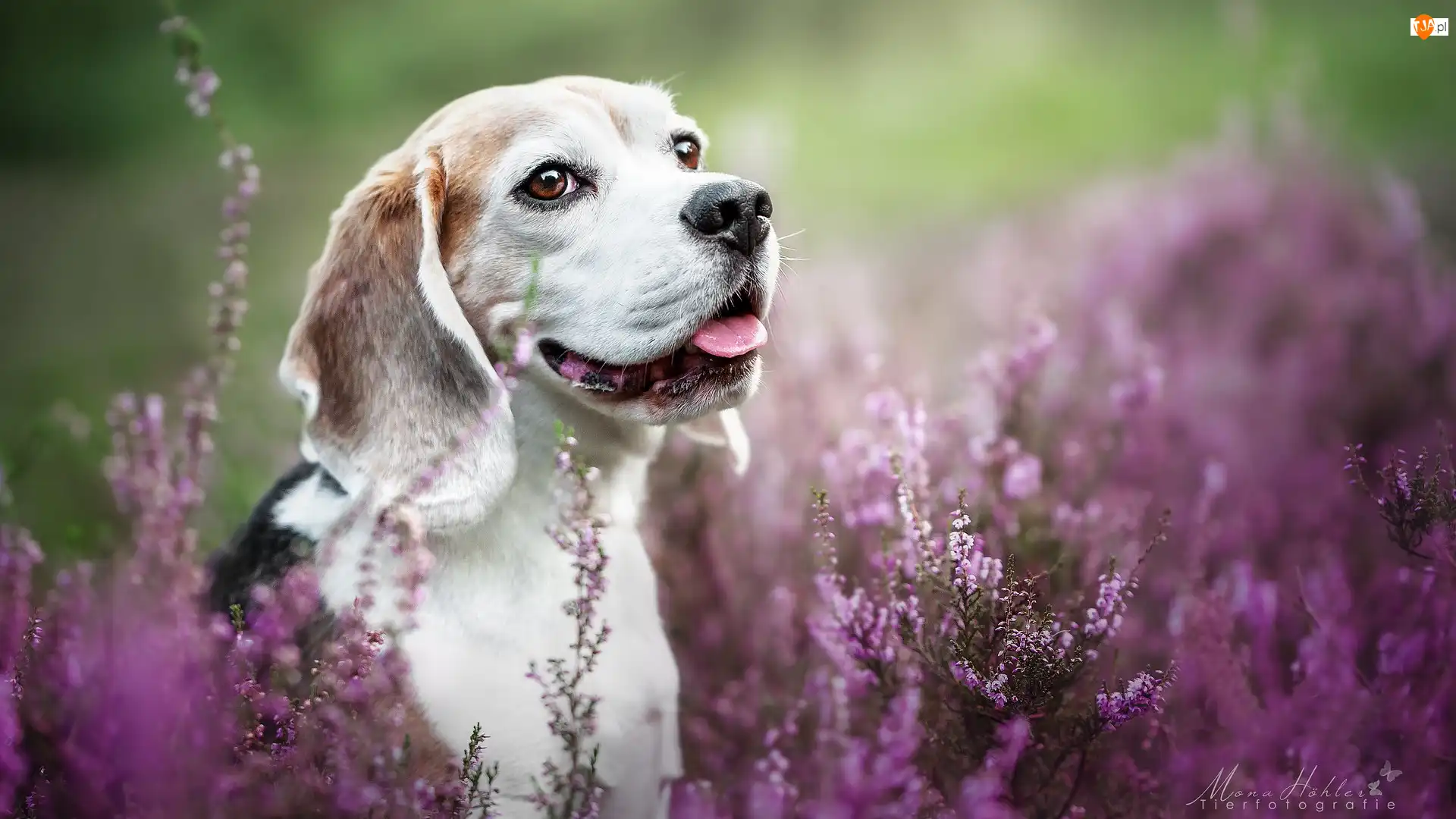 Uśmiech, Wrzosy, Pies, Beagle