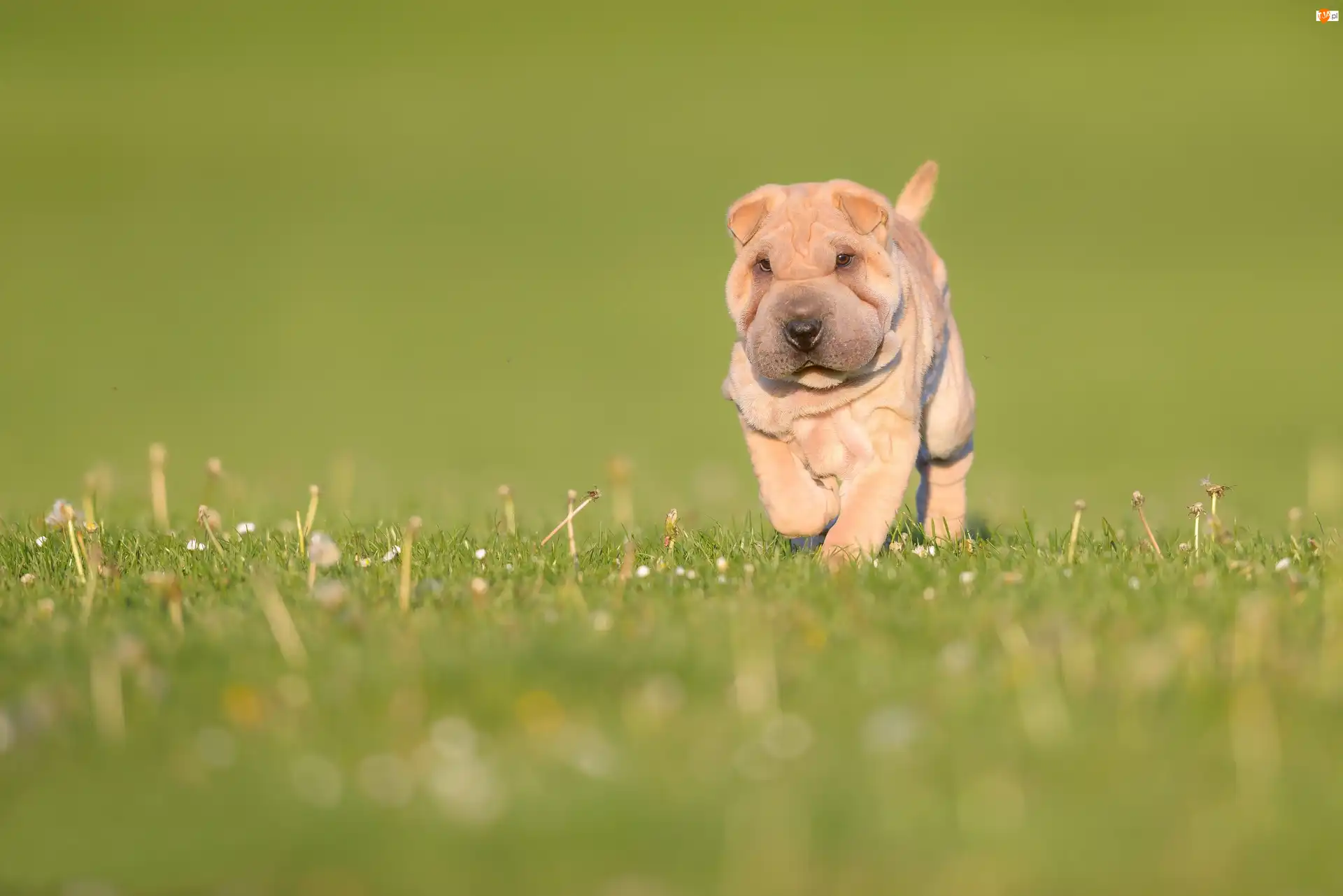 Shar pei, Trawa, Szczeniak, Pies, Łąka