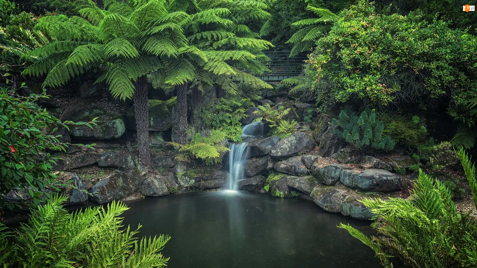 Skały, Rzeka, Drzewa, Australia, Rośliny, Park Narodowy Gór Błękitnych