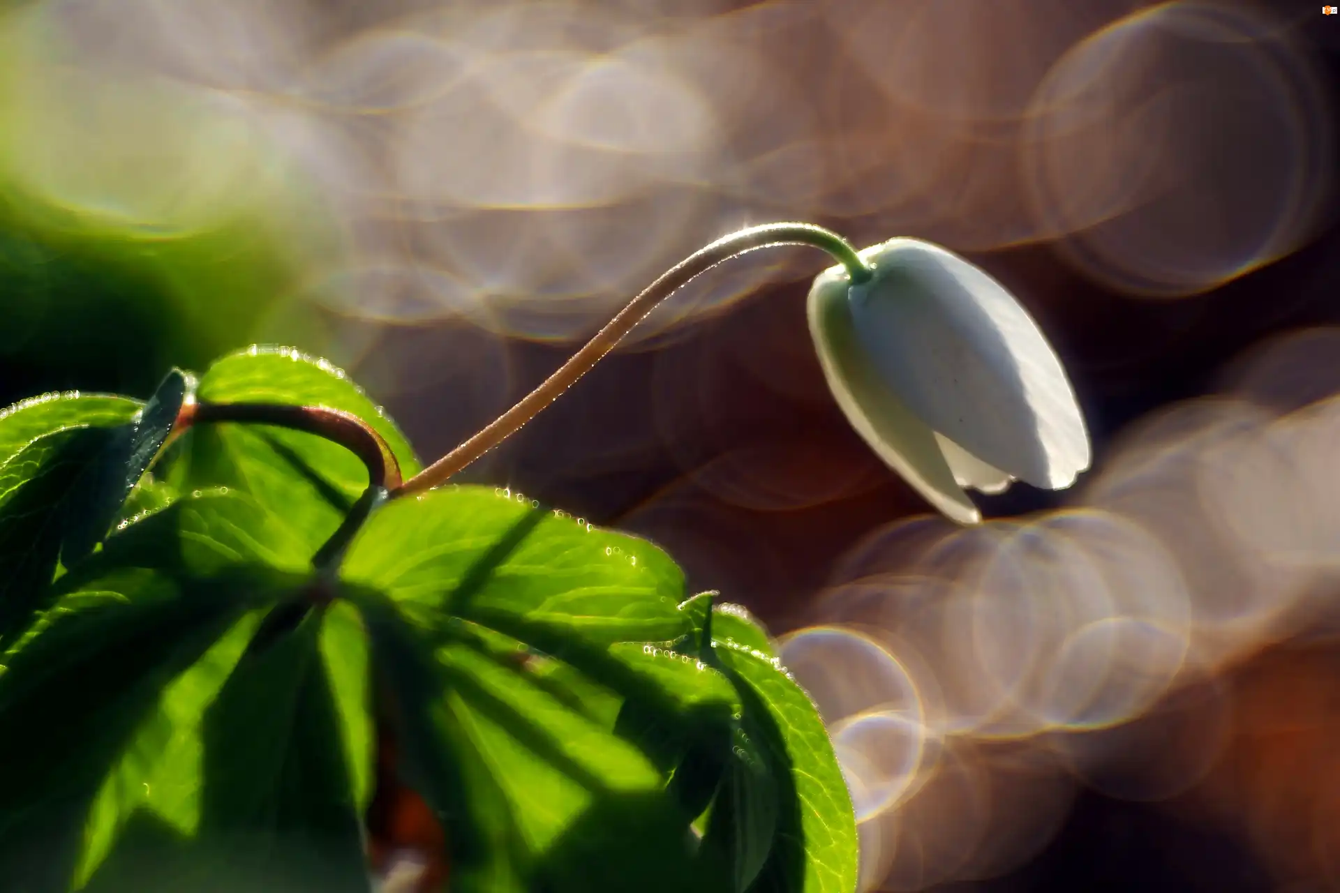 Bokeh, Biały Kwiat, Światło