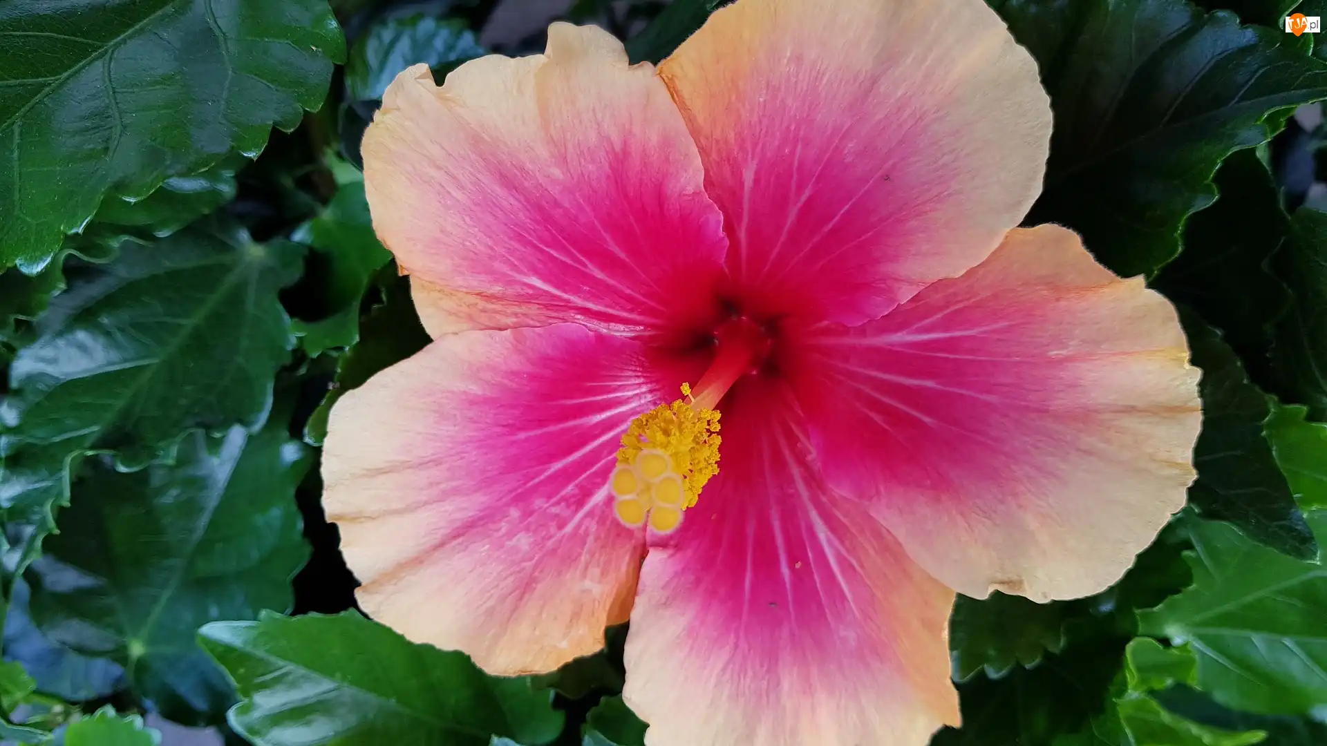 Liście, Kwiat, Różowy, Hibiskus