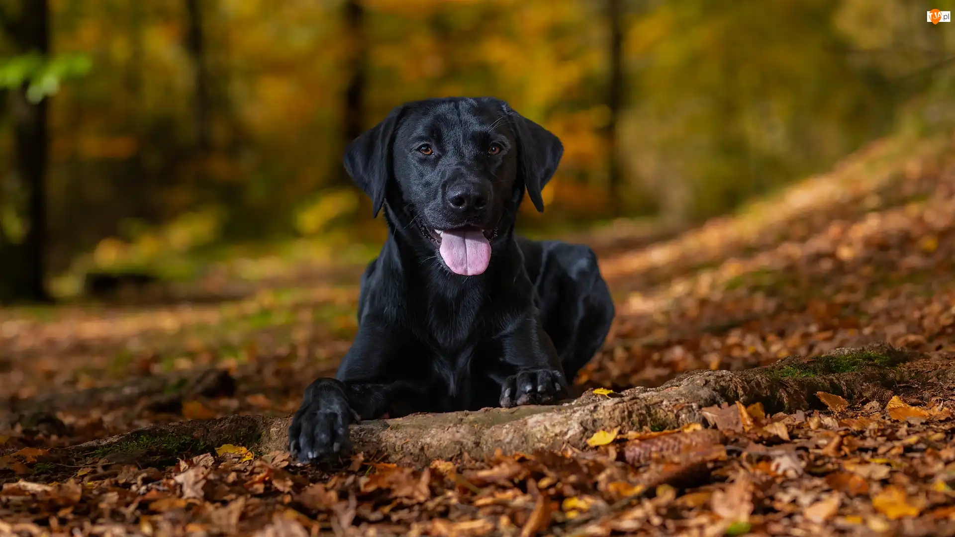 Liście, Pies, Czarny, Labrador retriever
