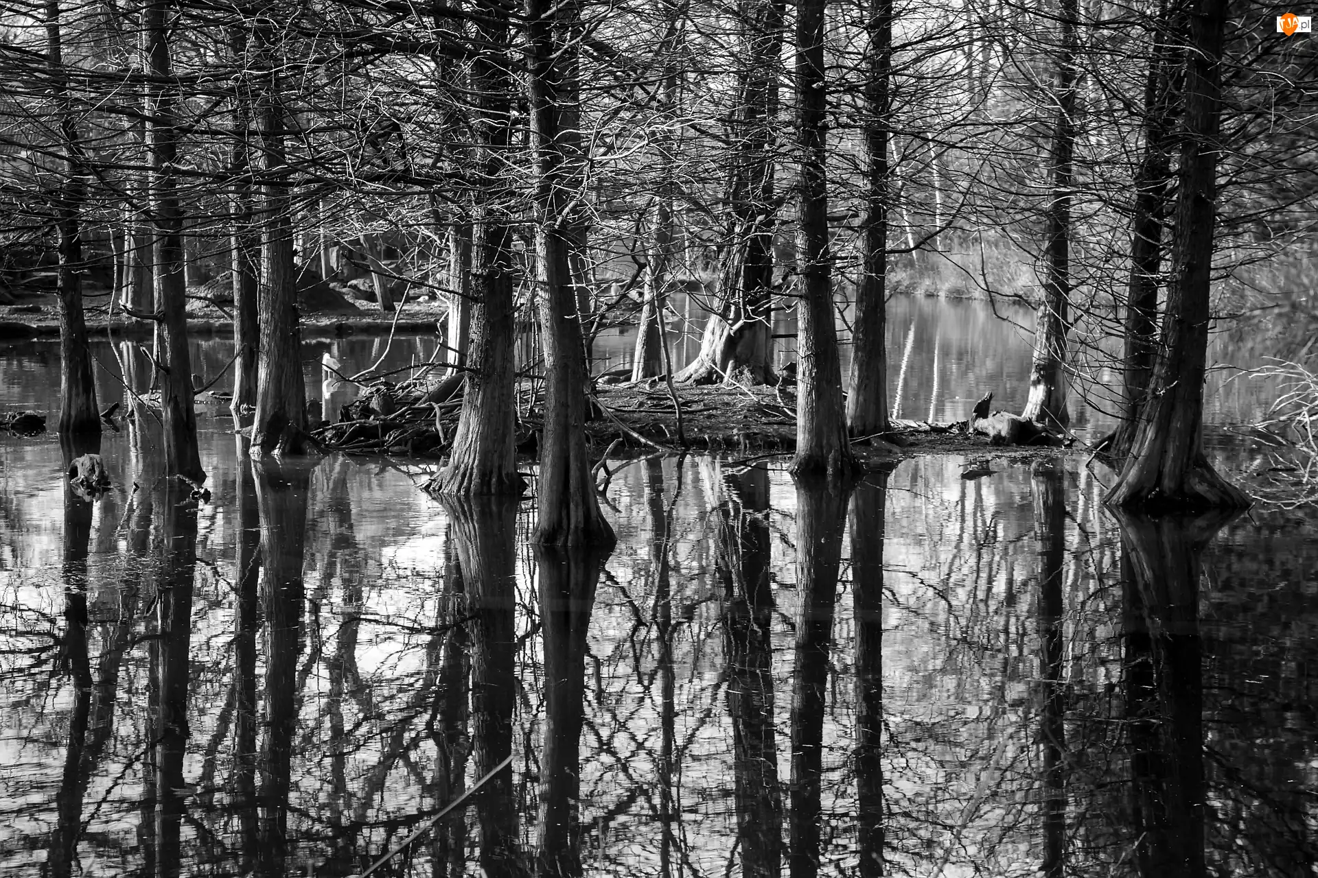 Czarno-Białe, Las, Woda, Odbicie