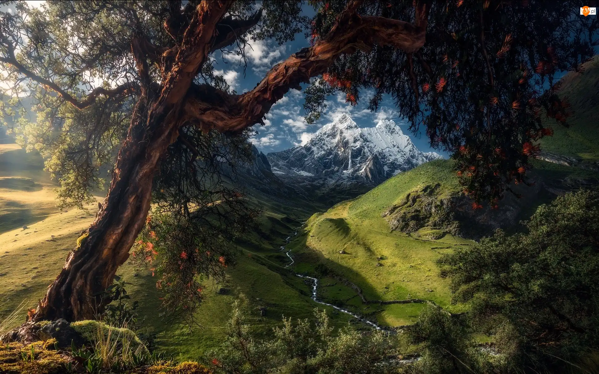 Drzewo, Rzeka, Góry Kordyliery, Peru, Dolina