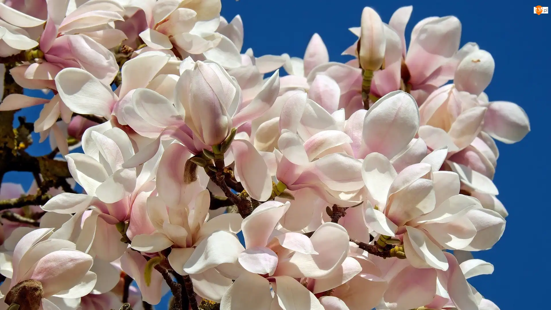 Magnolia, Gałązka, Różowe, Kwiaty