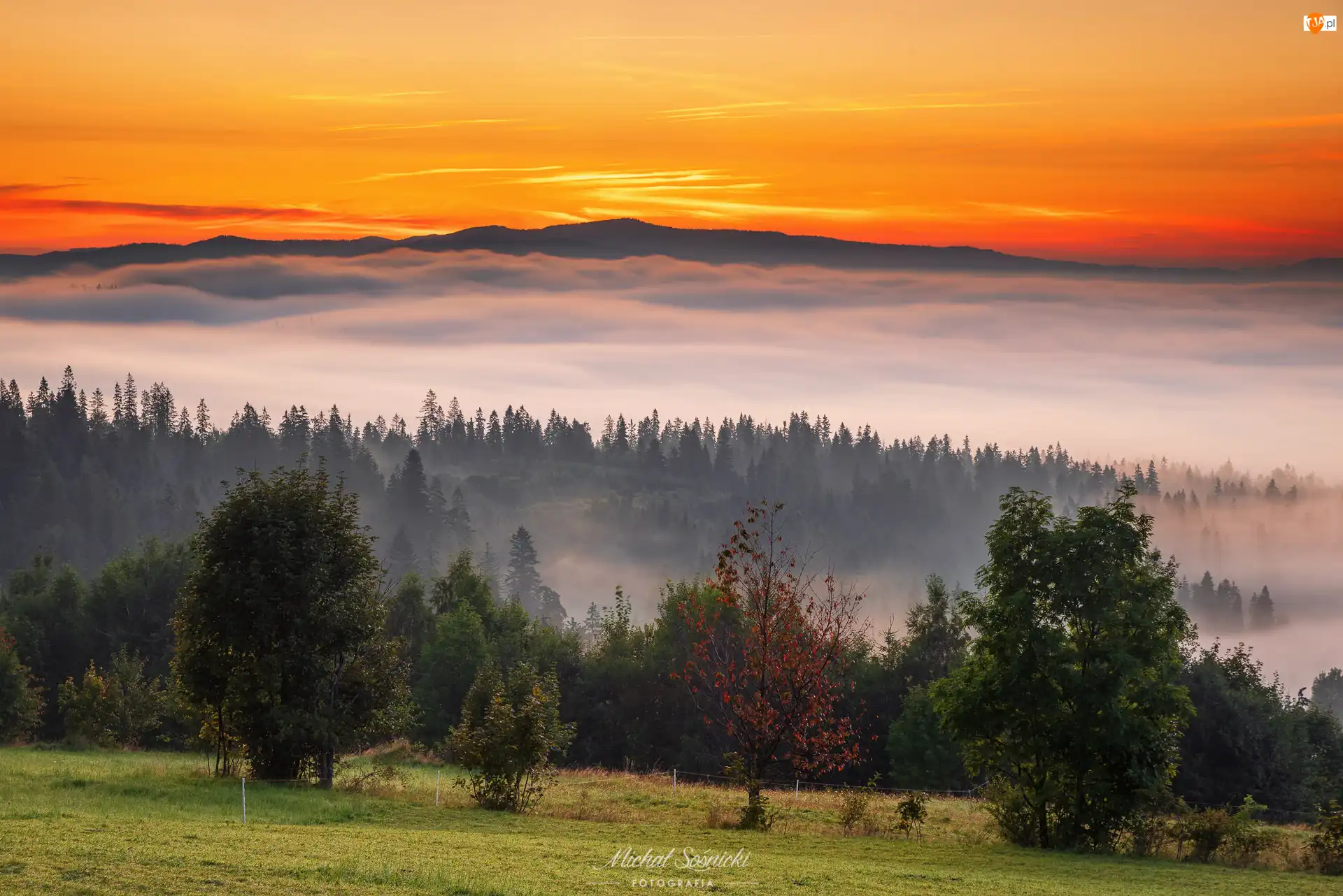 Lasy, Mgła, Poronim, Niebo, Tatry, Małopolskie, Drzewa, Góry, Zachód słońca, Podhale, Polska