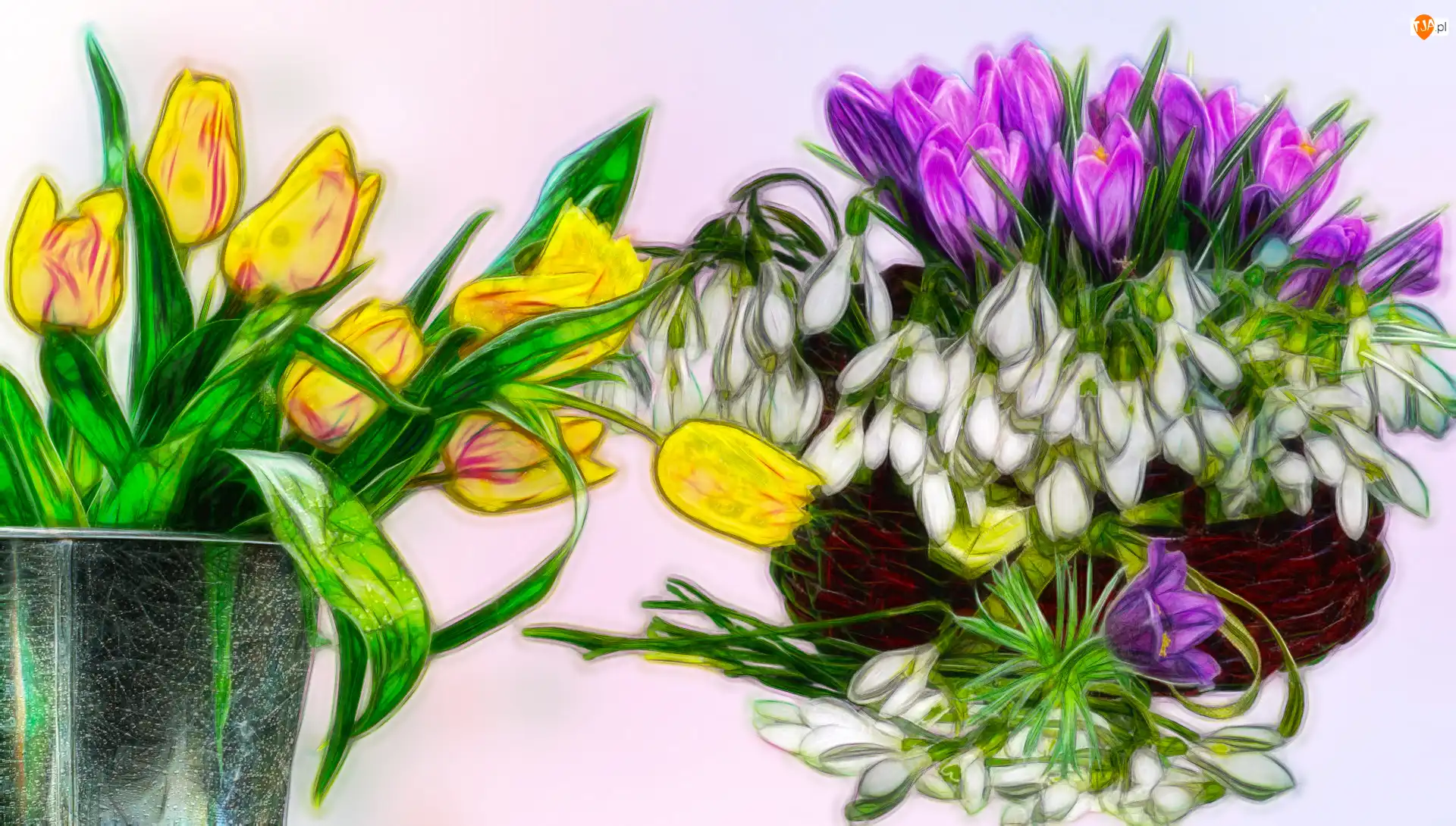 Krokusy, Grafika, Tulipany, Kwiaty, Przebiśniegi