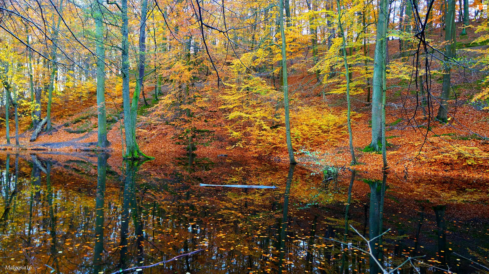 Drzewa, Woda, Las, Jesień, Staw