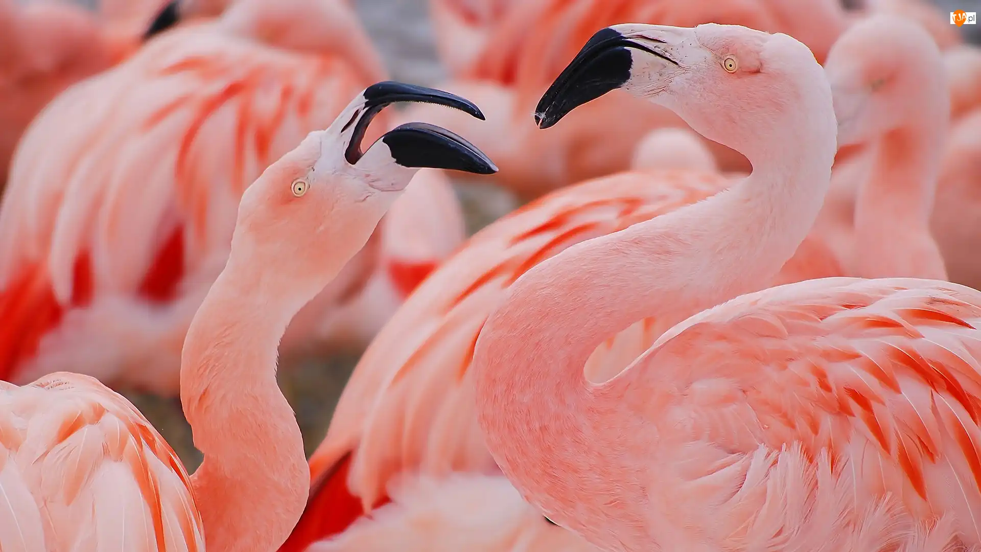 Czerwonaki, Dwa, Flamingi