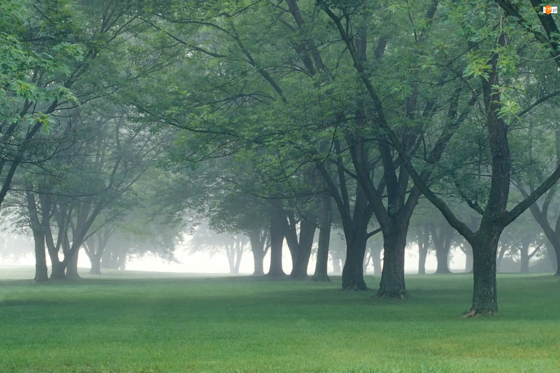 Drzewa, Park, Mgła
