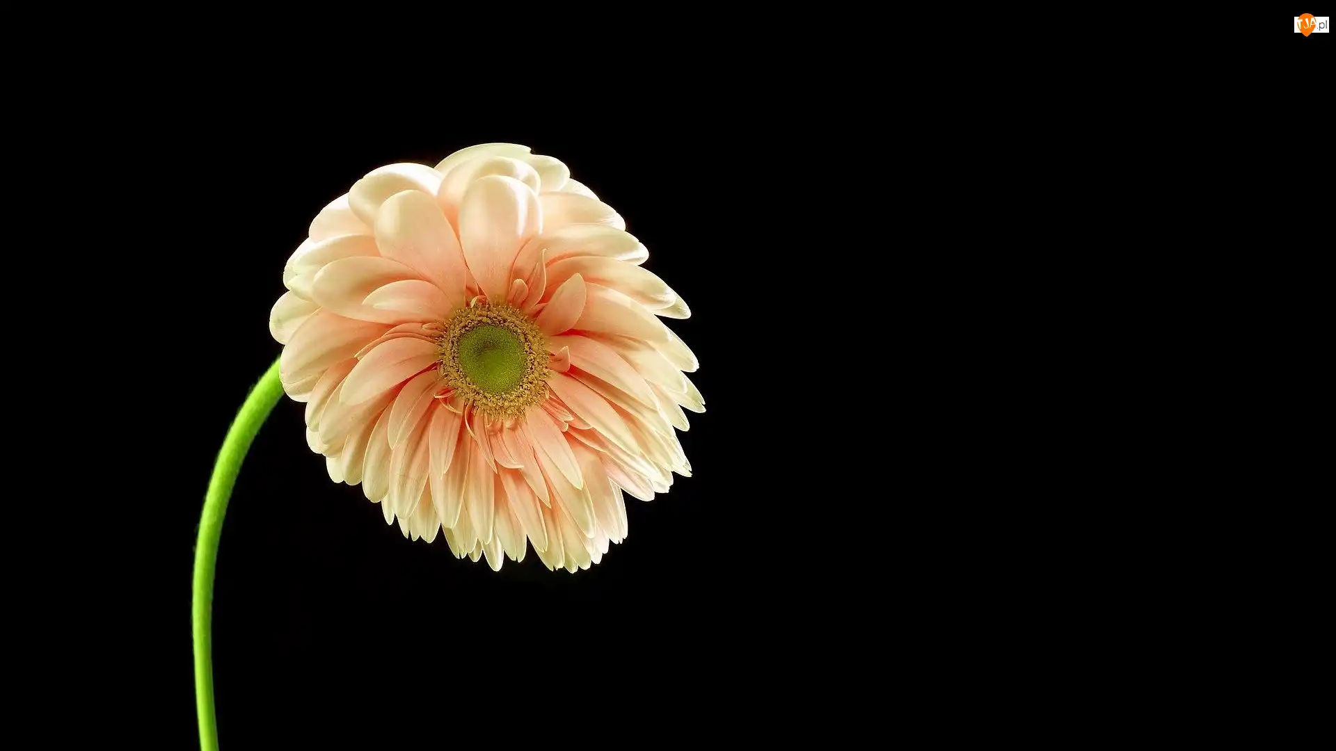 Gerbera, Tło, Kwiat, Pochylony, Ciemne