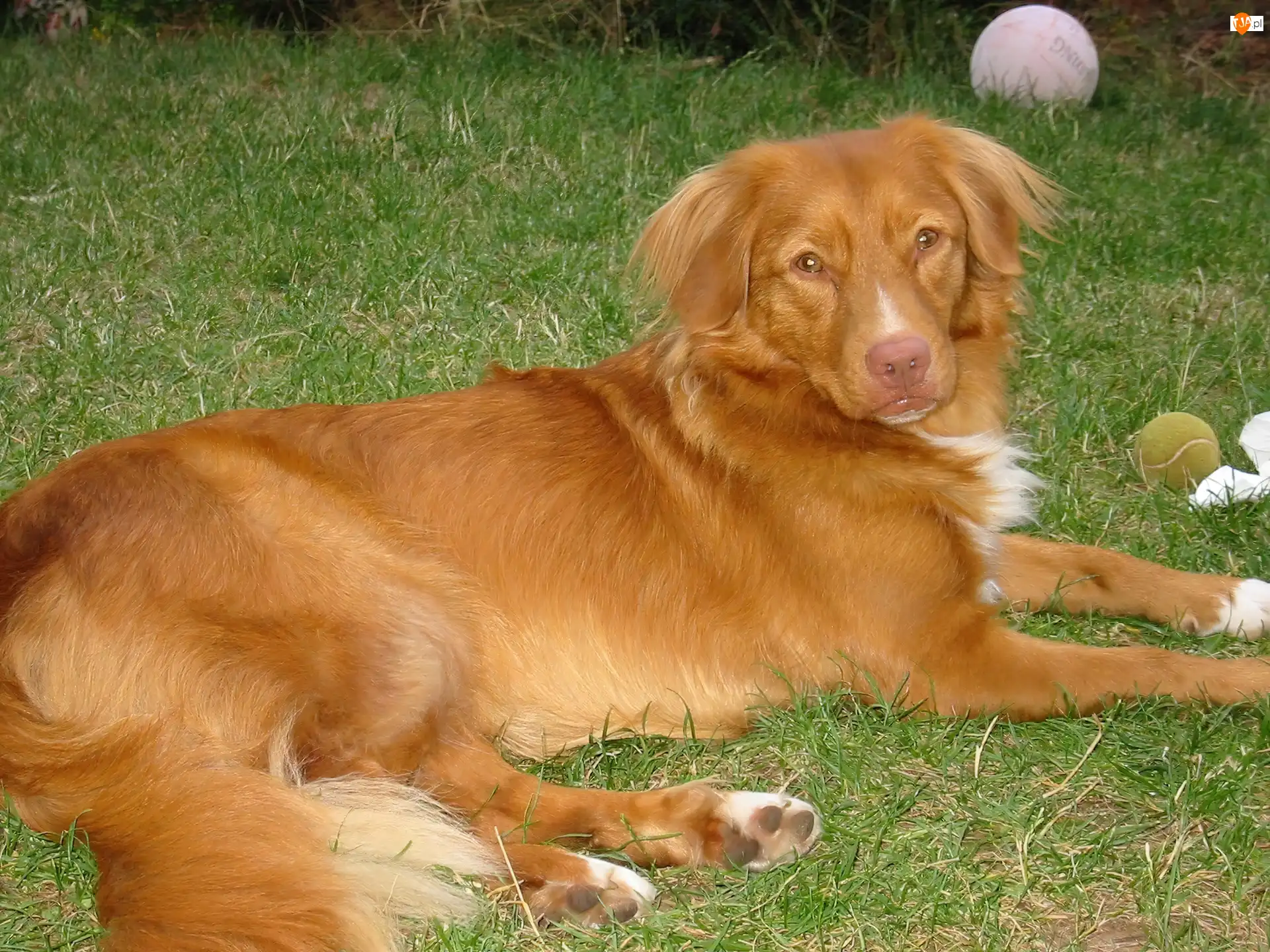piłki, Retriever z Nowej Szkocji